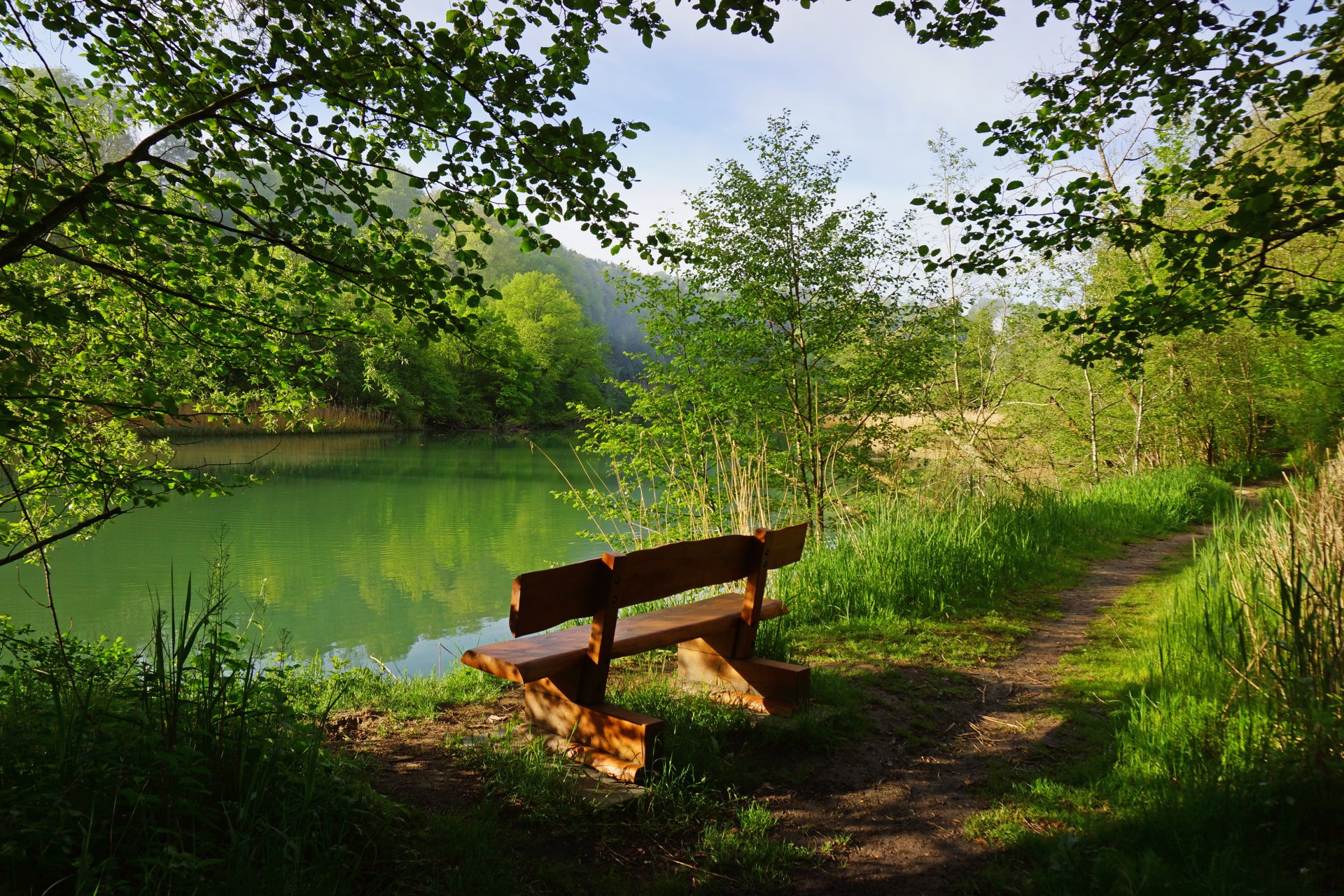 suisse lac perolles forêt arbres verdure banc banc sentier herbe buissons branches