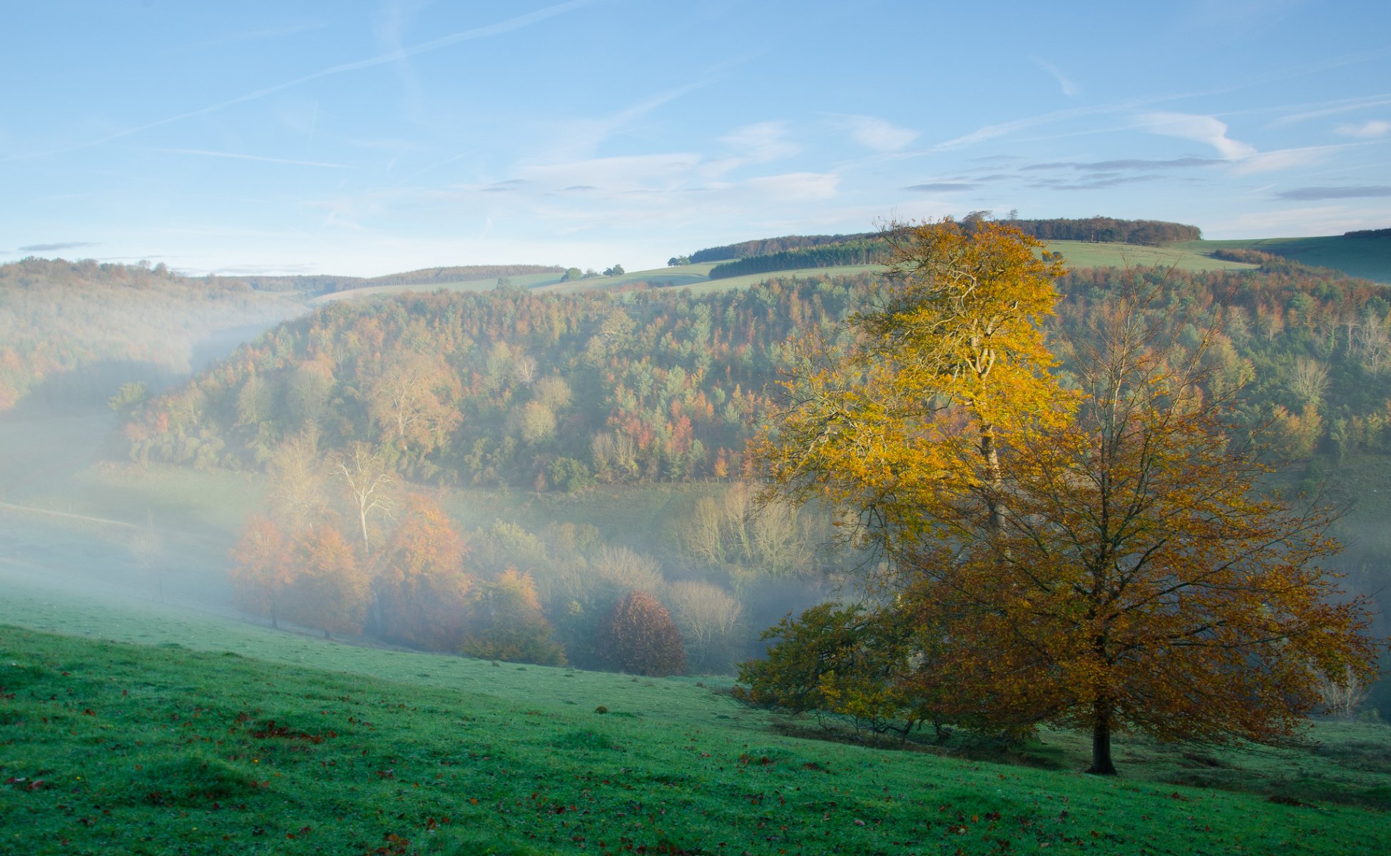 cielo mattina nebbia montagna foresta erba pendenza autunno