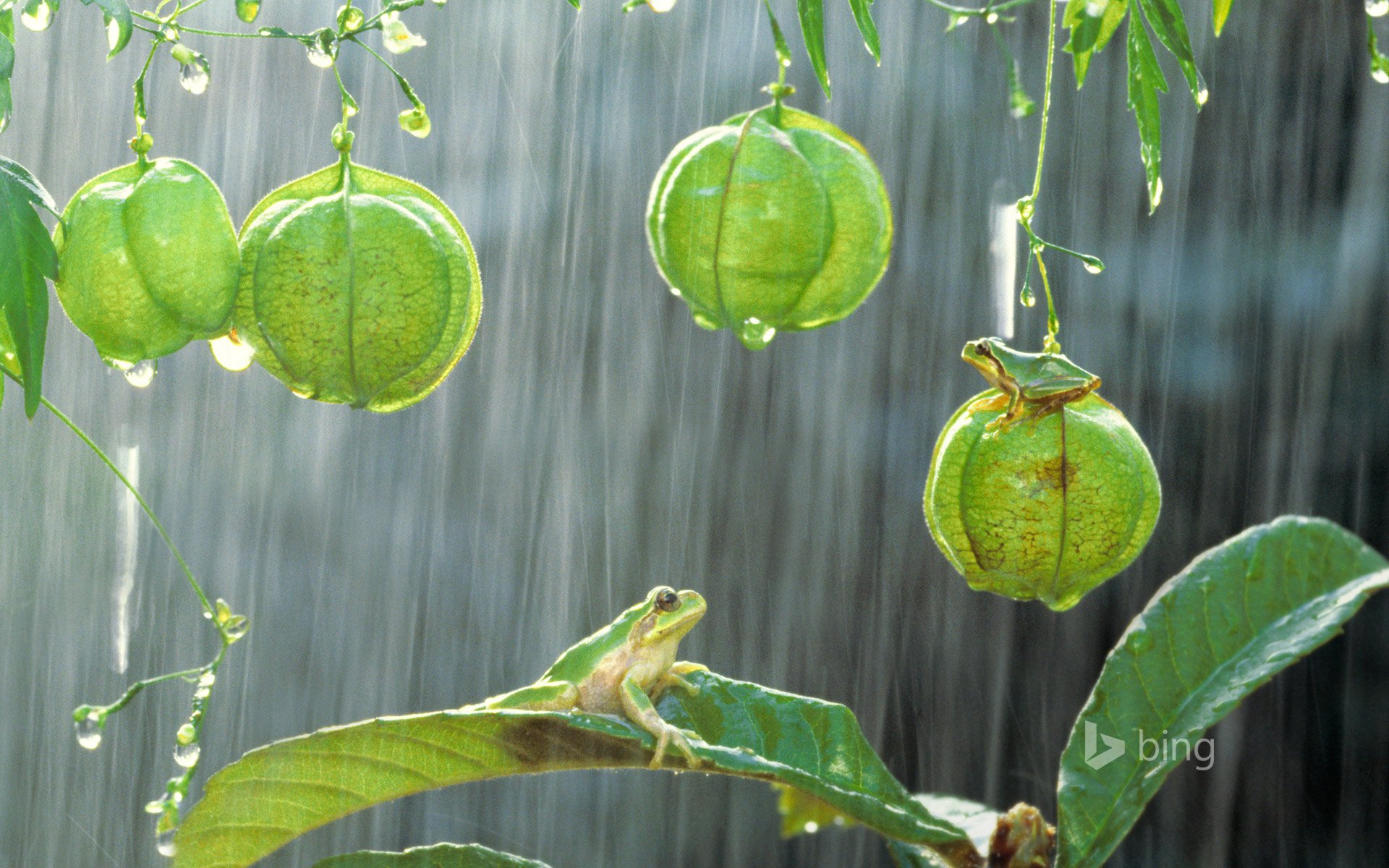 rainette japonaise plante pluie feuilles