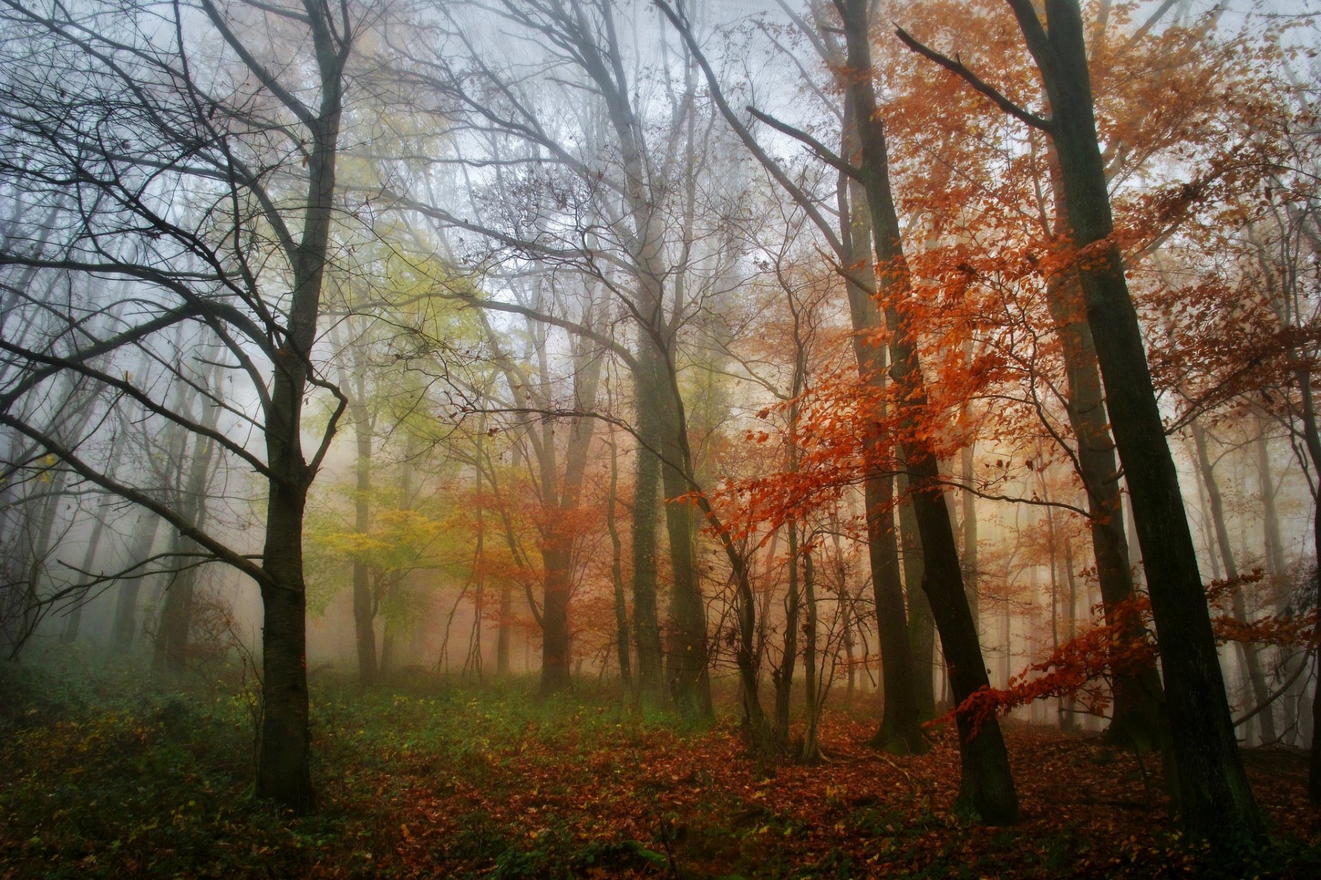 forêt matin brouillard arbres feuilles automne