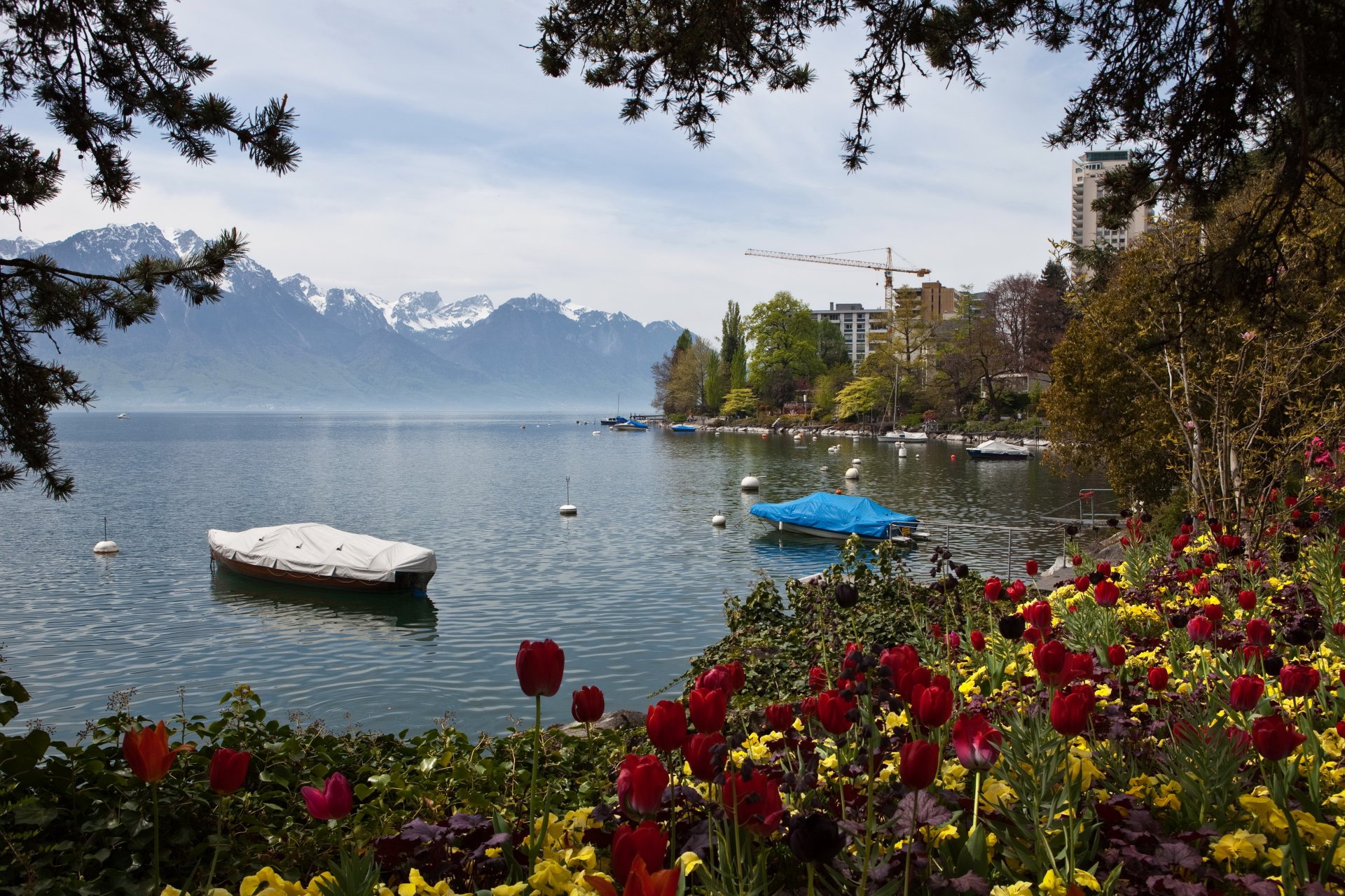 jezioro szwajcaria tulipany góry montreux natura zdjęcia