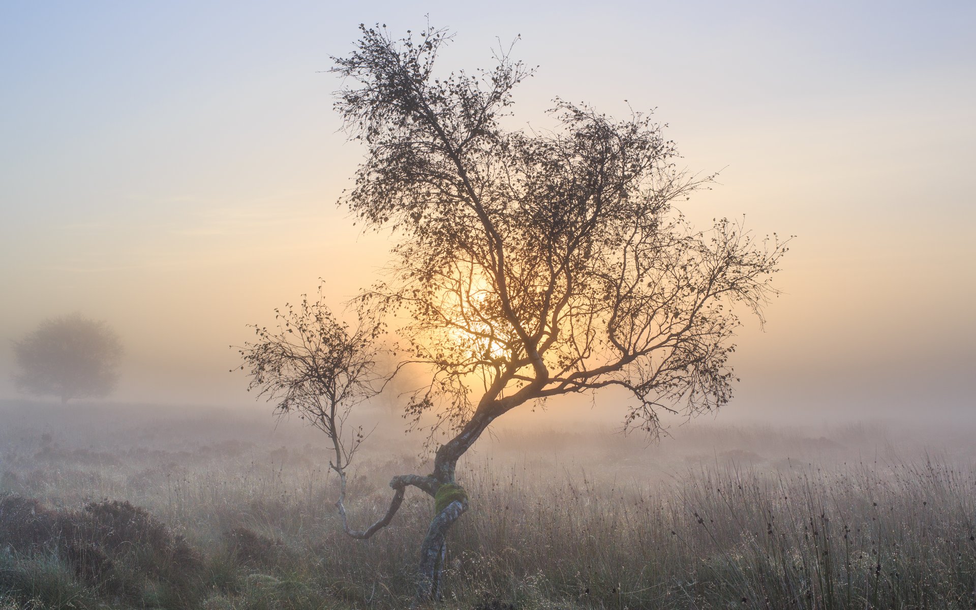 morgen nebel baum