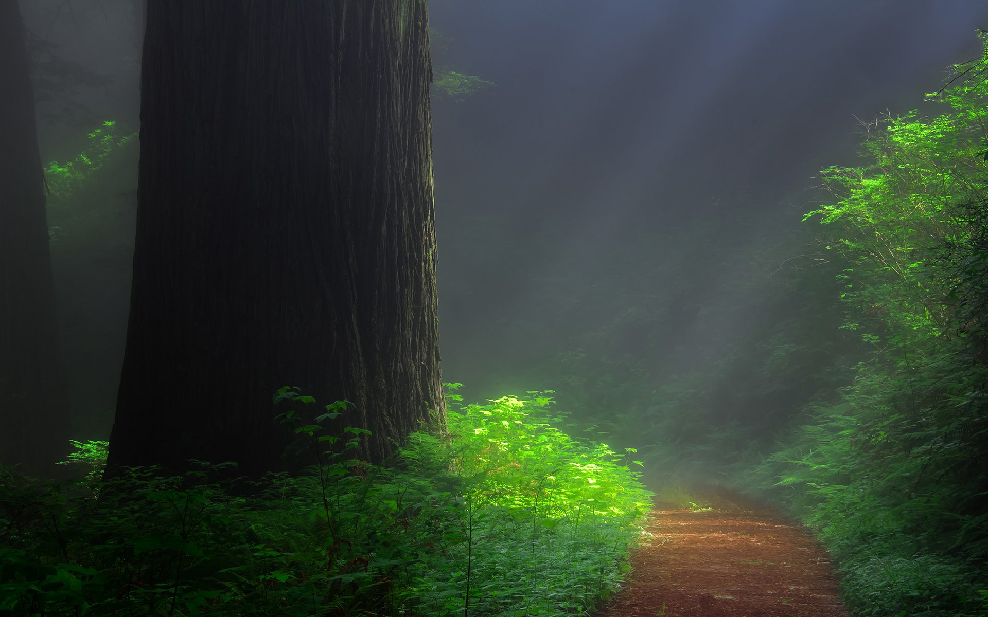 foresta pista albero sequoia