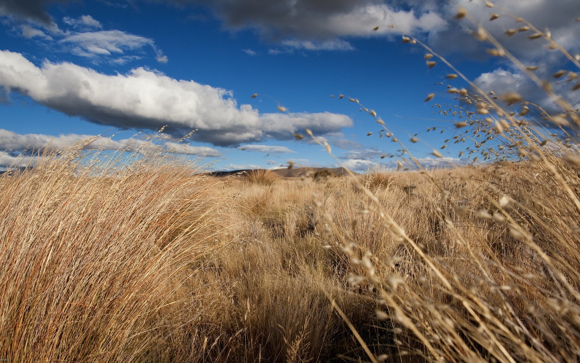 campo erba cielo natura paesaggio