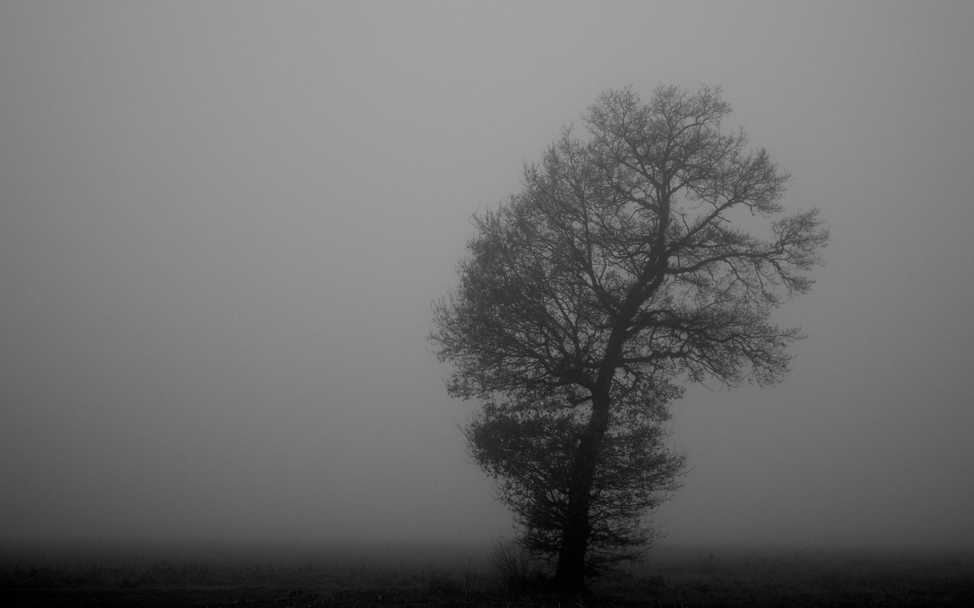 fog tree monochrome black and white