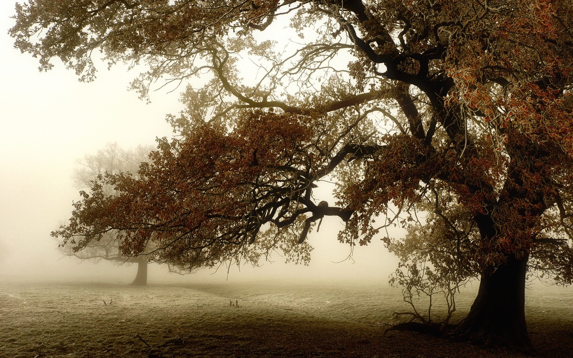 tree the field fog