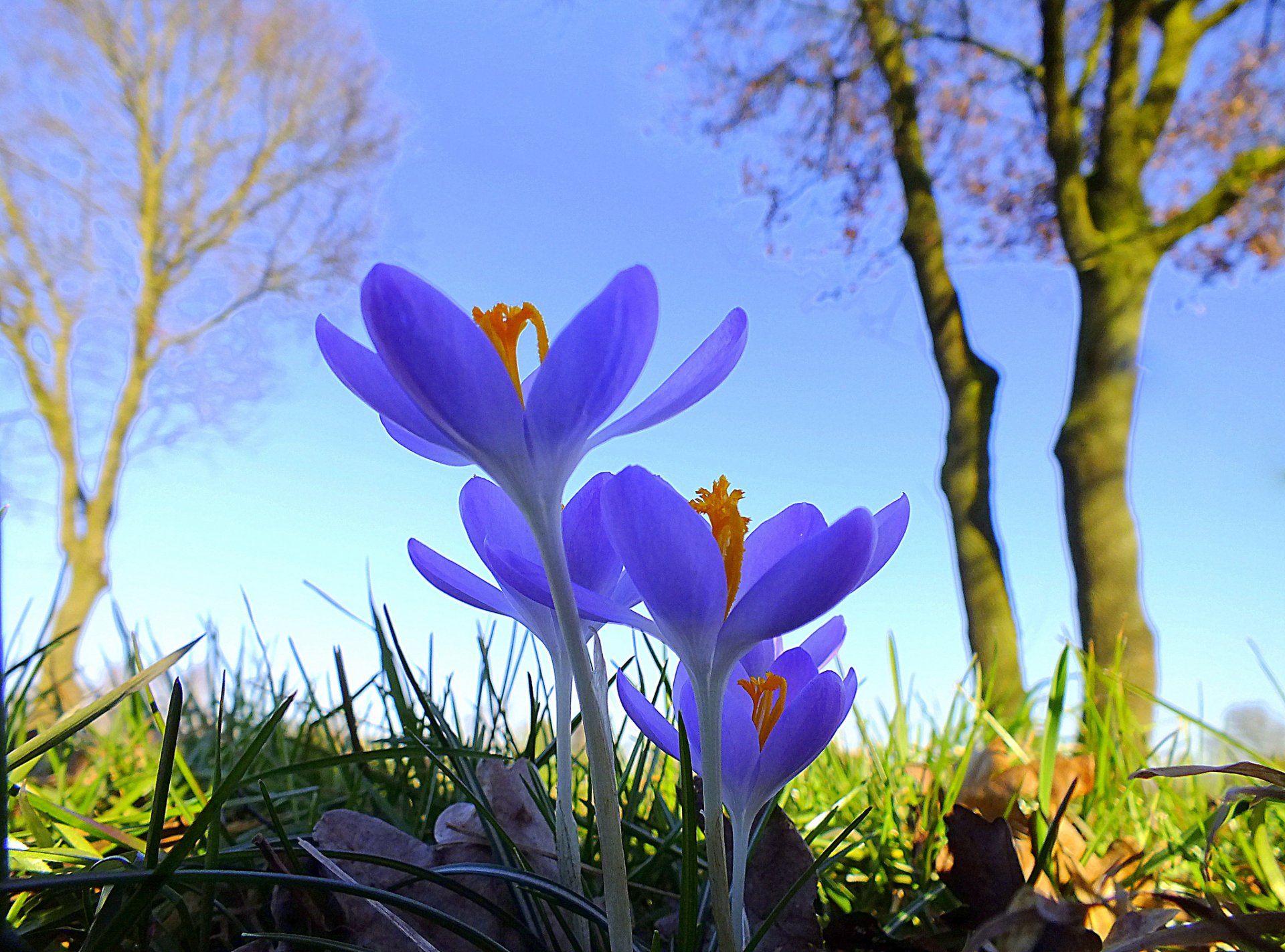 himmel bäume gras blumen krokus