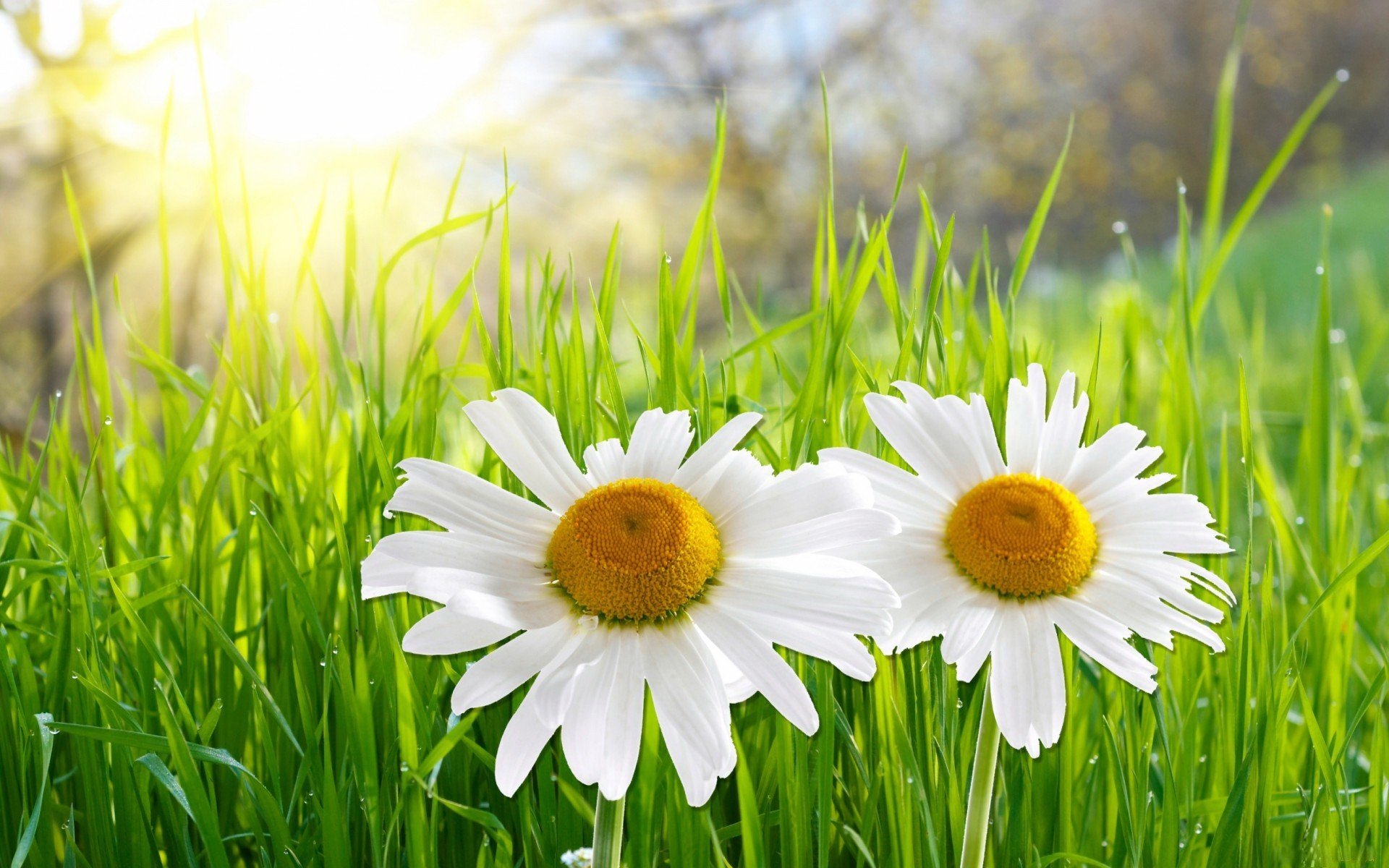 fleurs marguerites herbe lumière ciel été