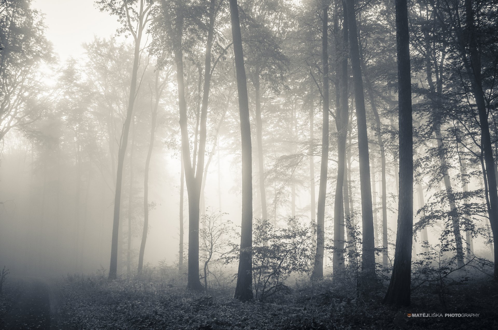 forest tree h b fog autumn