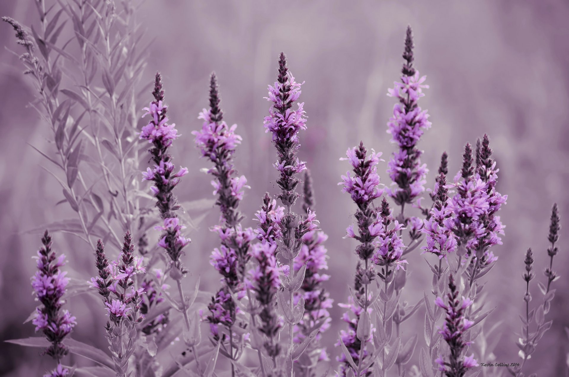 feld wiese blumen lavendel