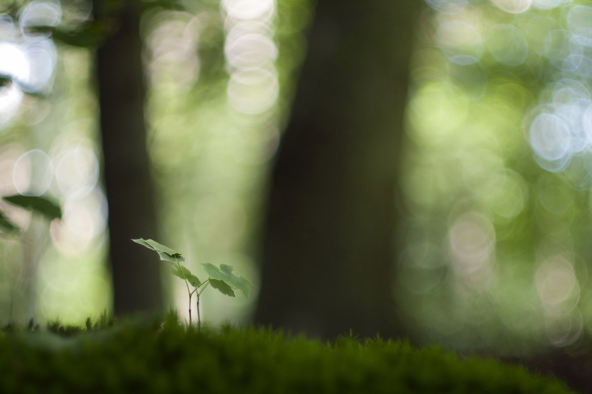 nature green background