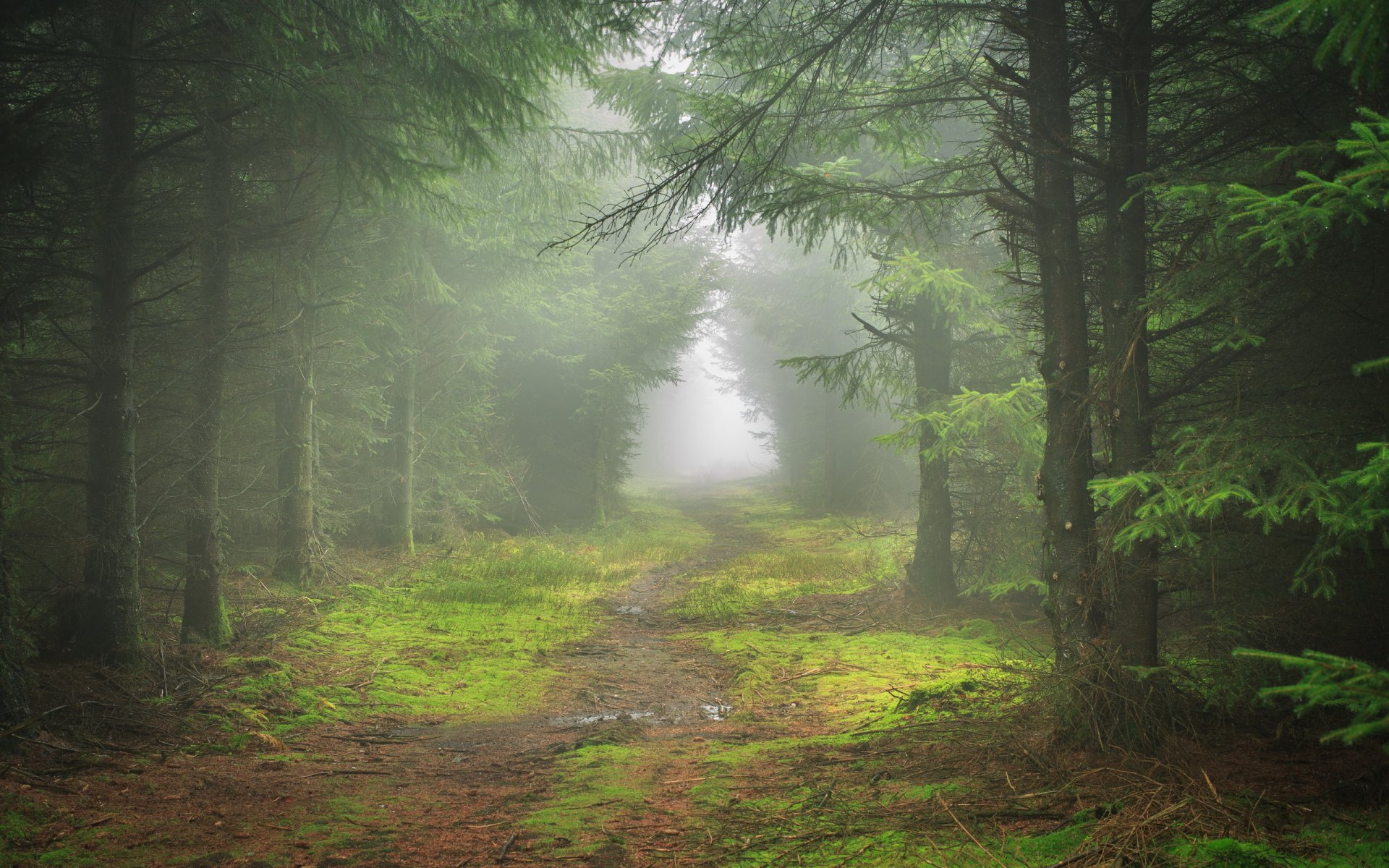 forêt brouillard nature paysage