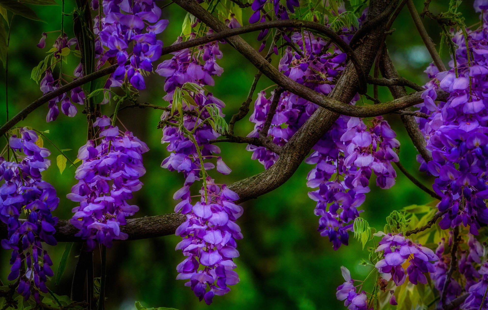 branche fleurs inflorescence gros plan