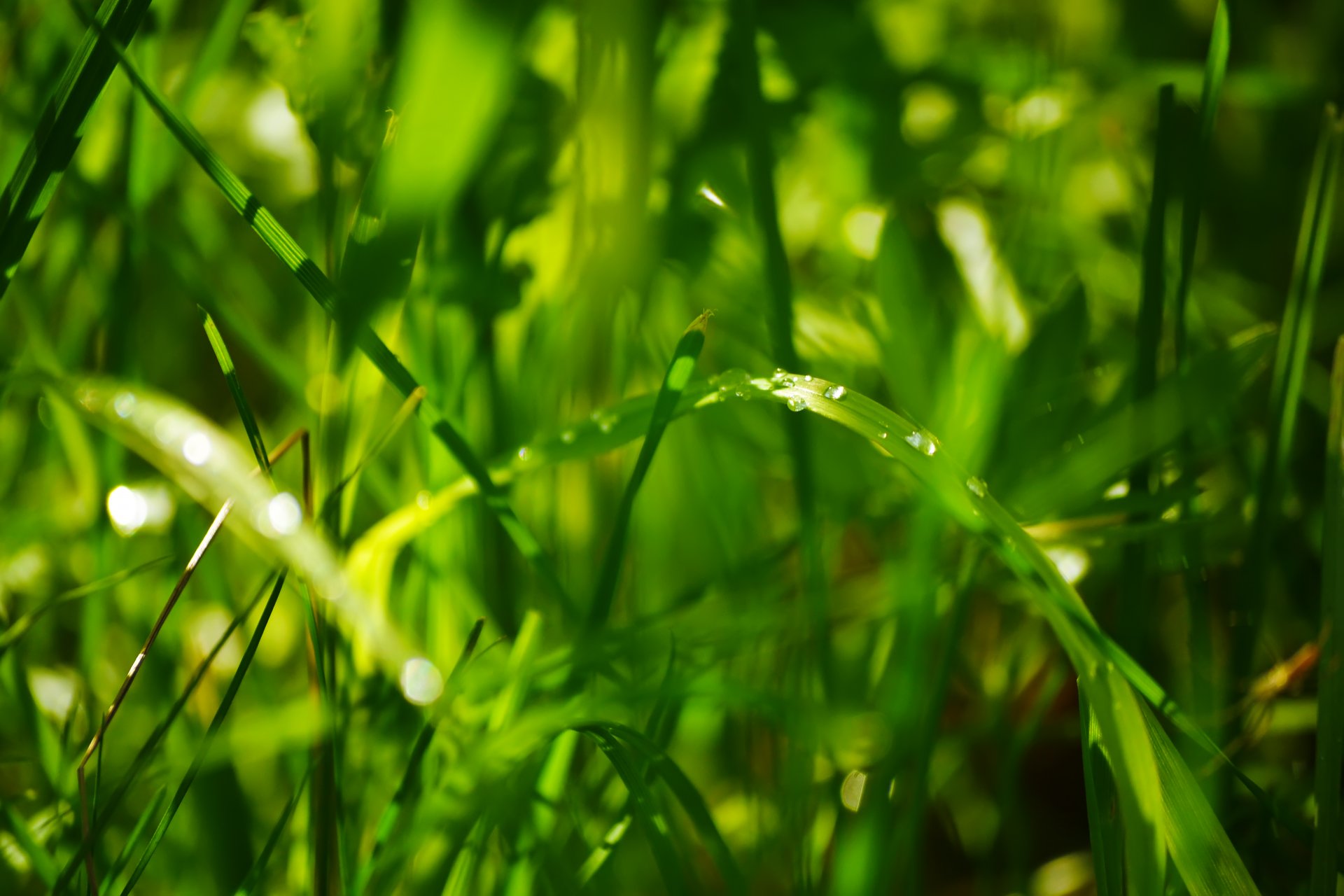 hierba verano gotas bokeh verde luz