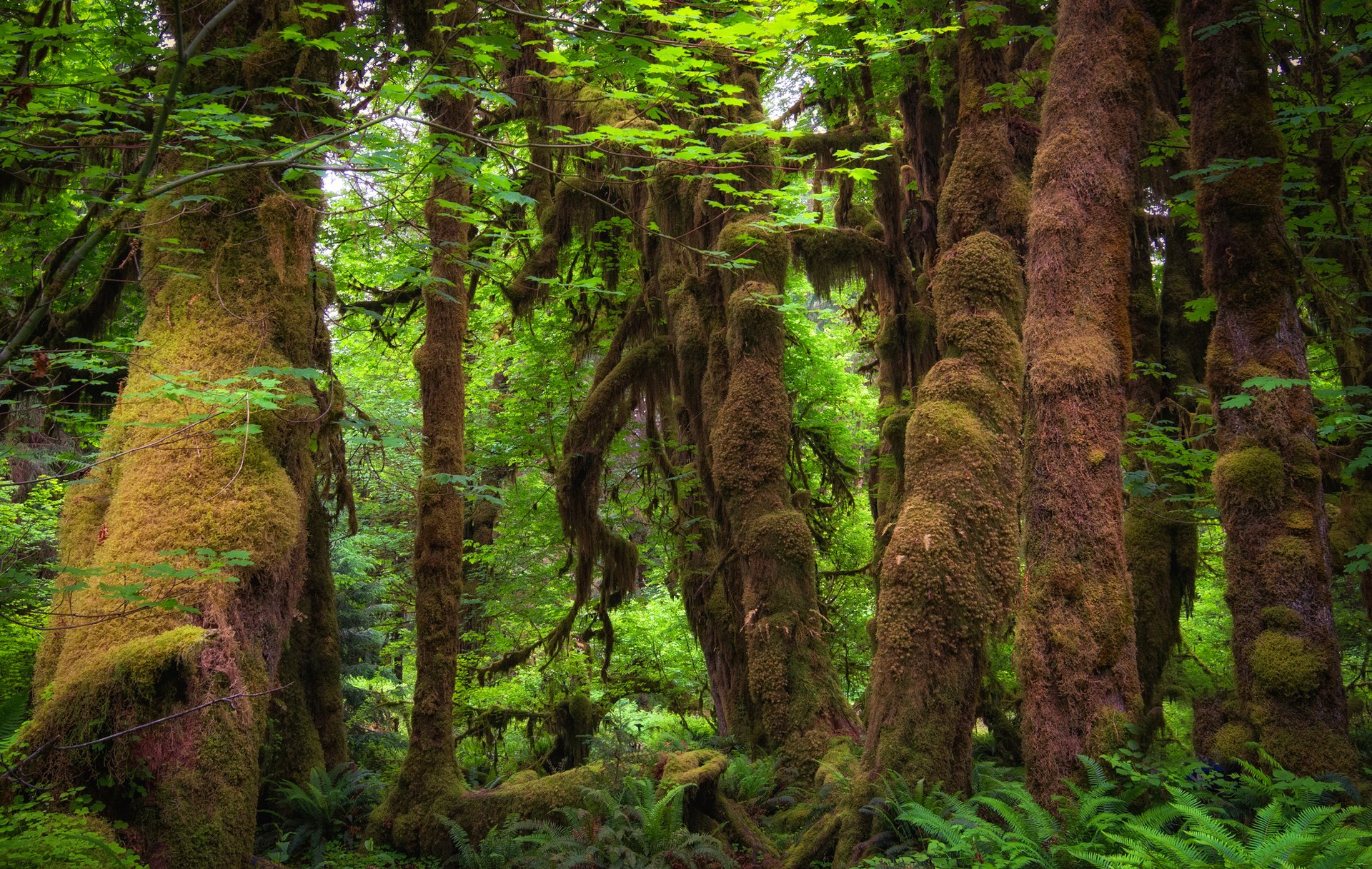 bosque árboles matorrales musgo