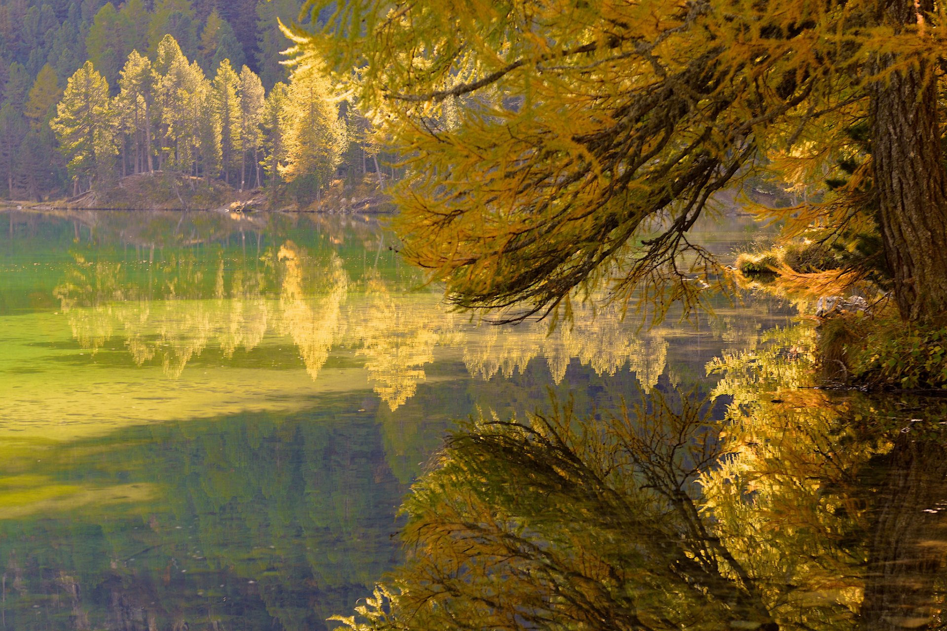 bosque árboles rama hojas otoño lago