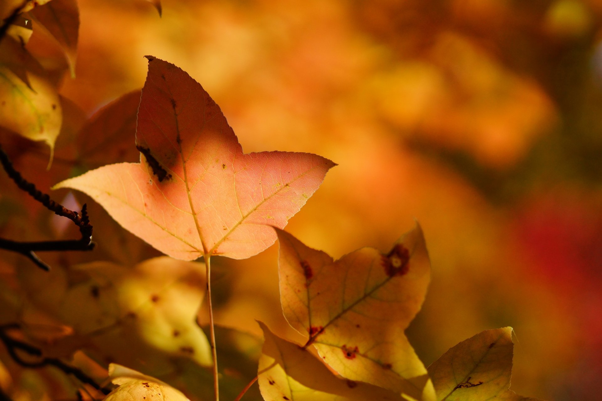 autumn leaves yellow sheet tree