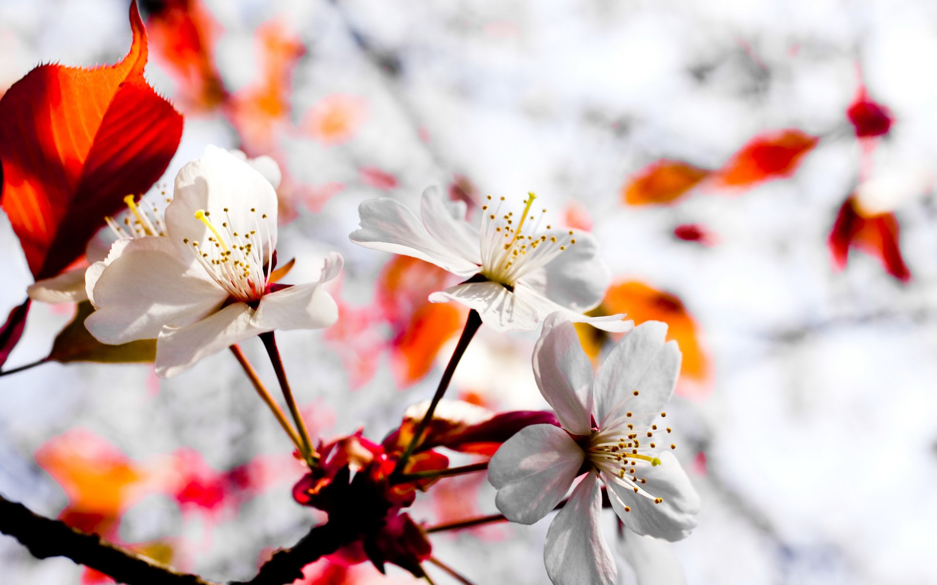 papier peint plante fleurs japon nature mur