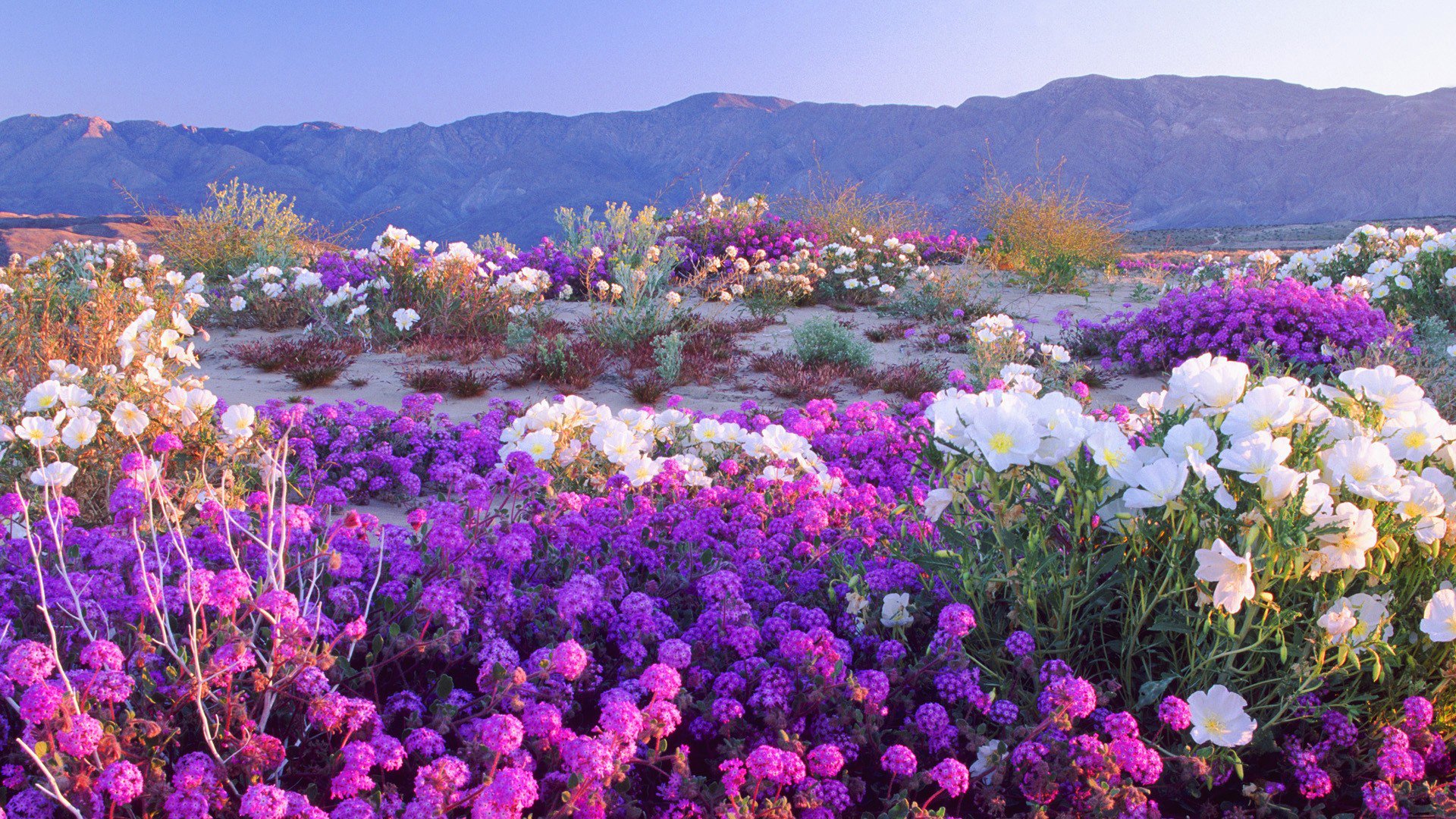 himmel berge wiese blumen