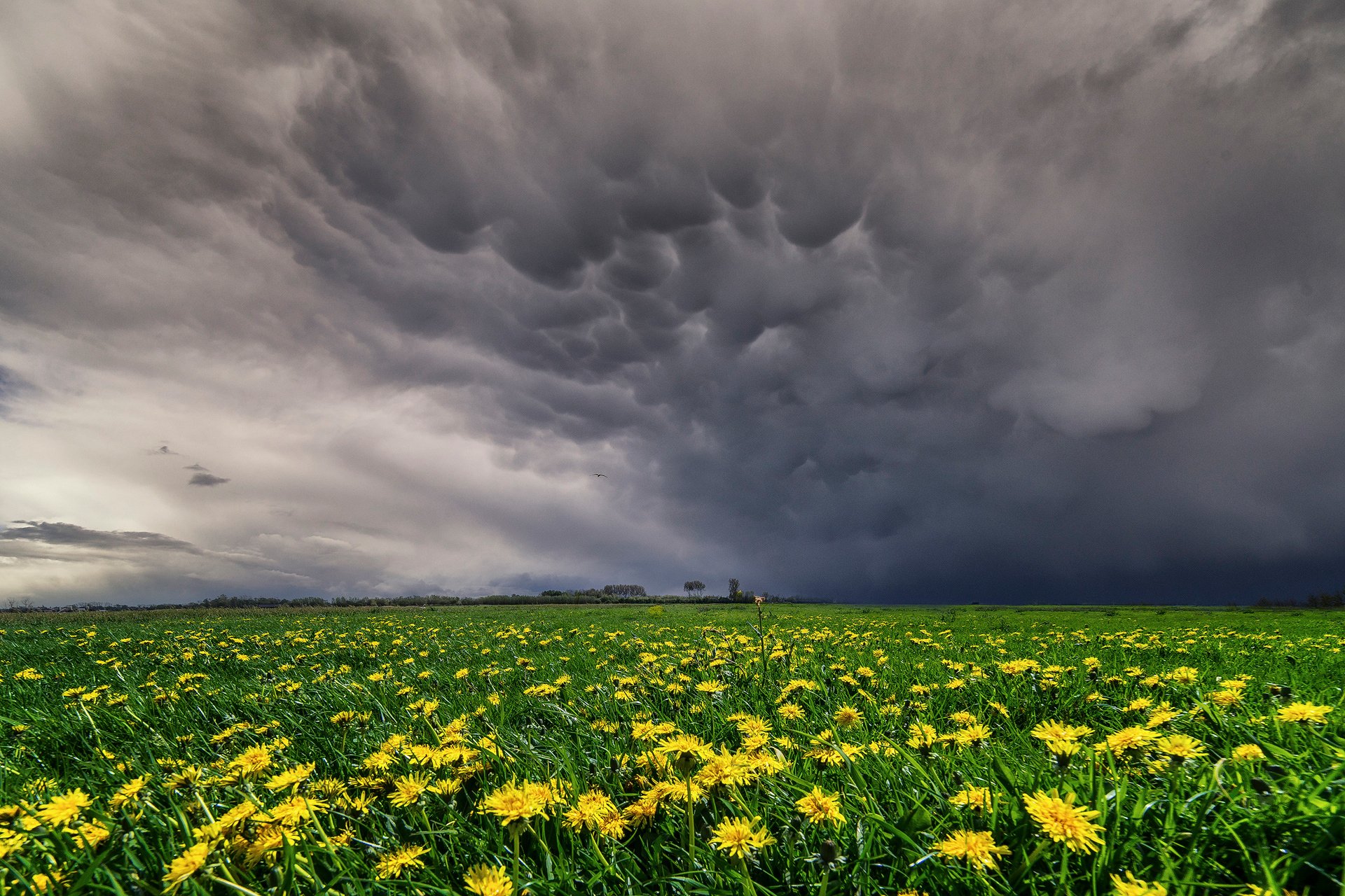 pring may sky vymeobraznye clouds meadow meadows the field yellow flower dandelion