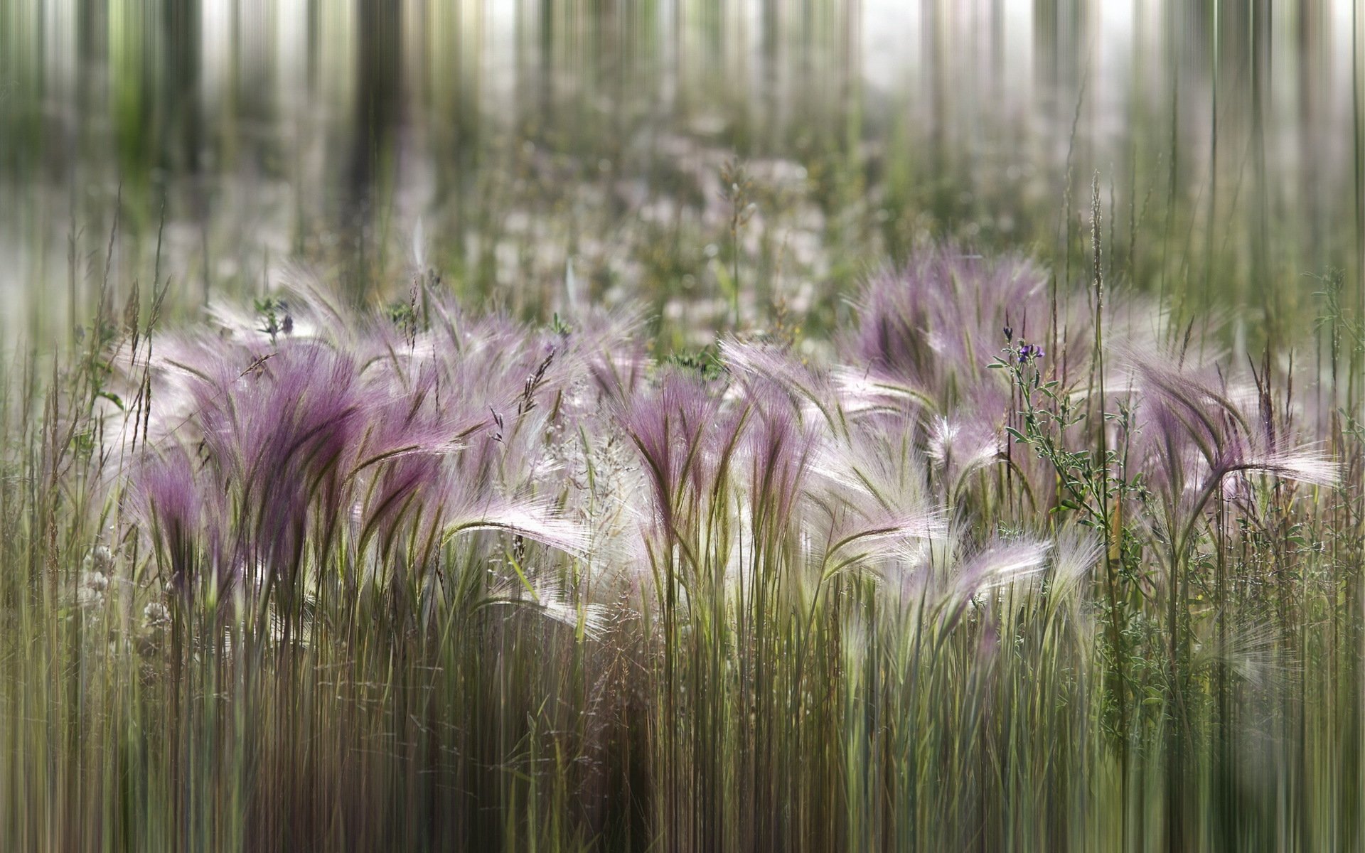 fleurs nature été