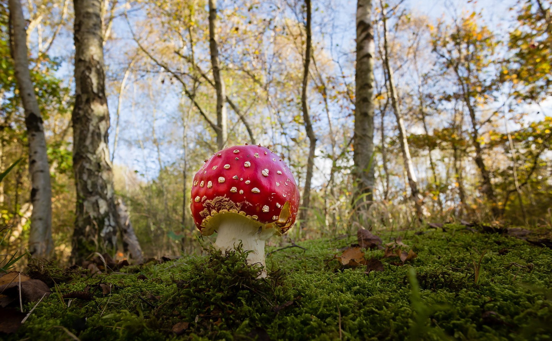 grzyb jesień natura