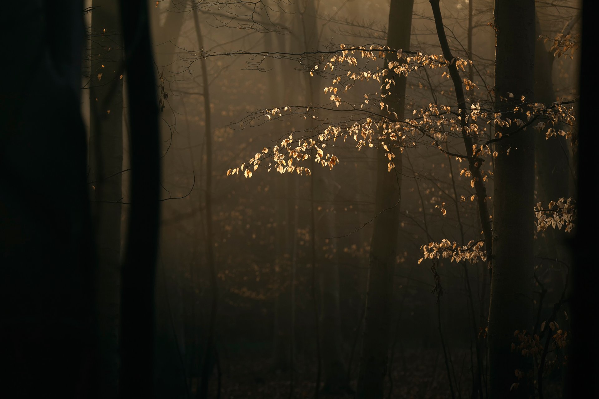 forêt branches arbres lumière du soleil