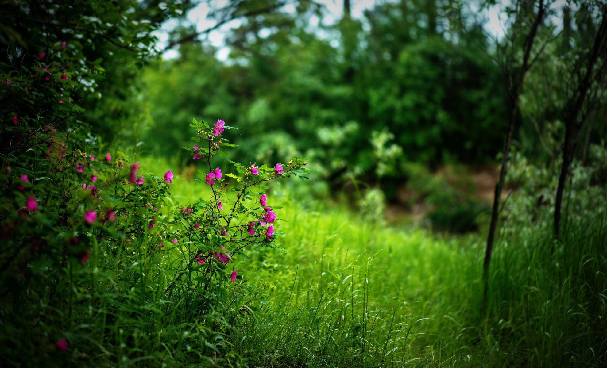 blumen sommer natur