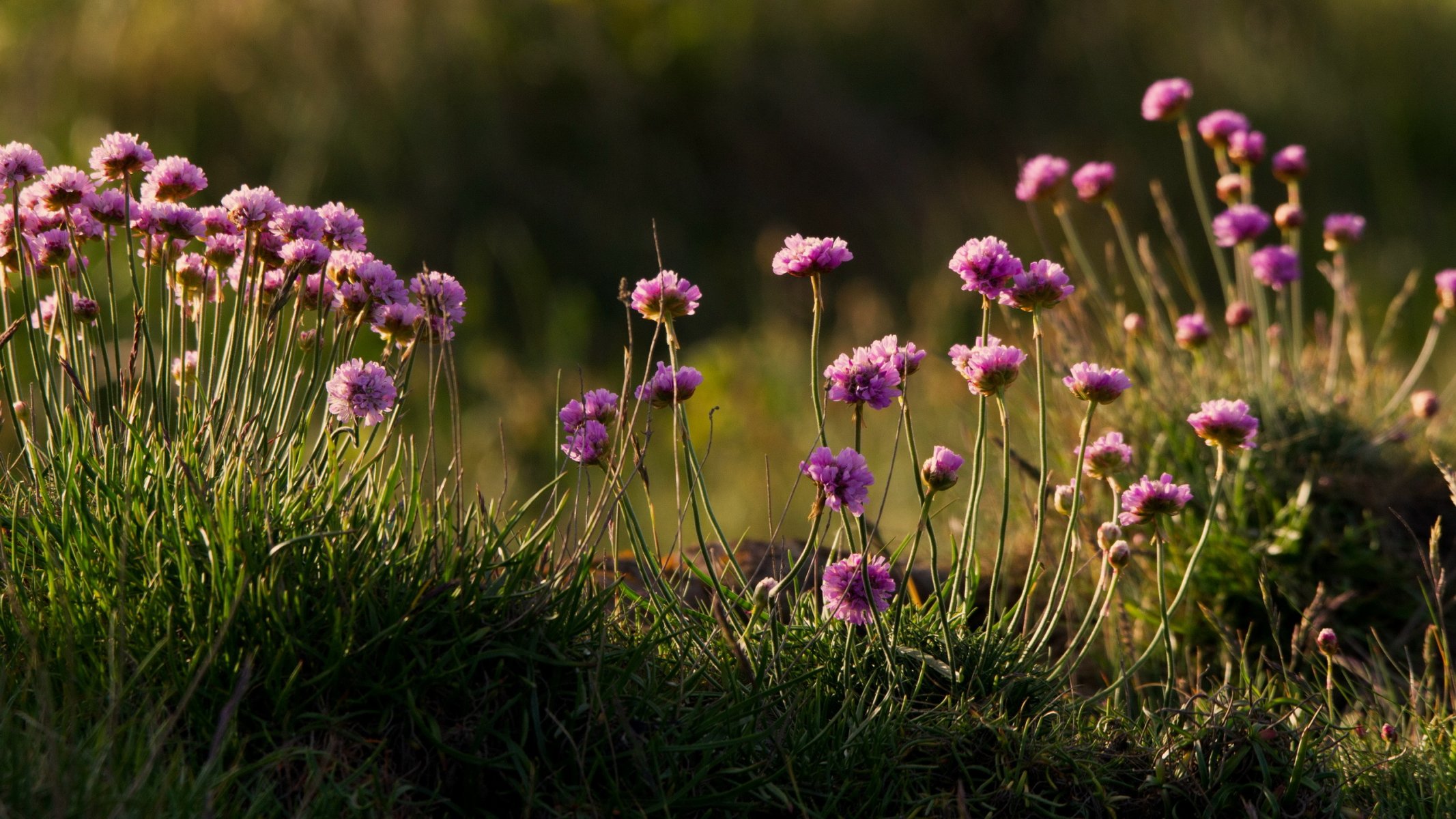 costal flores silvestres naturaleza verano