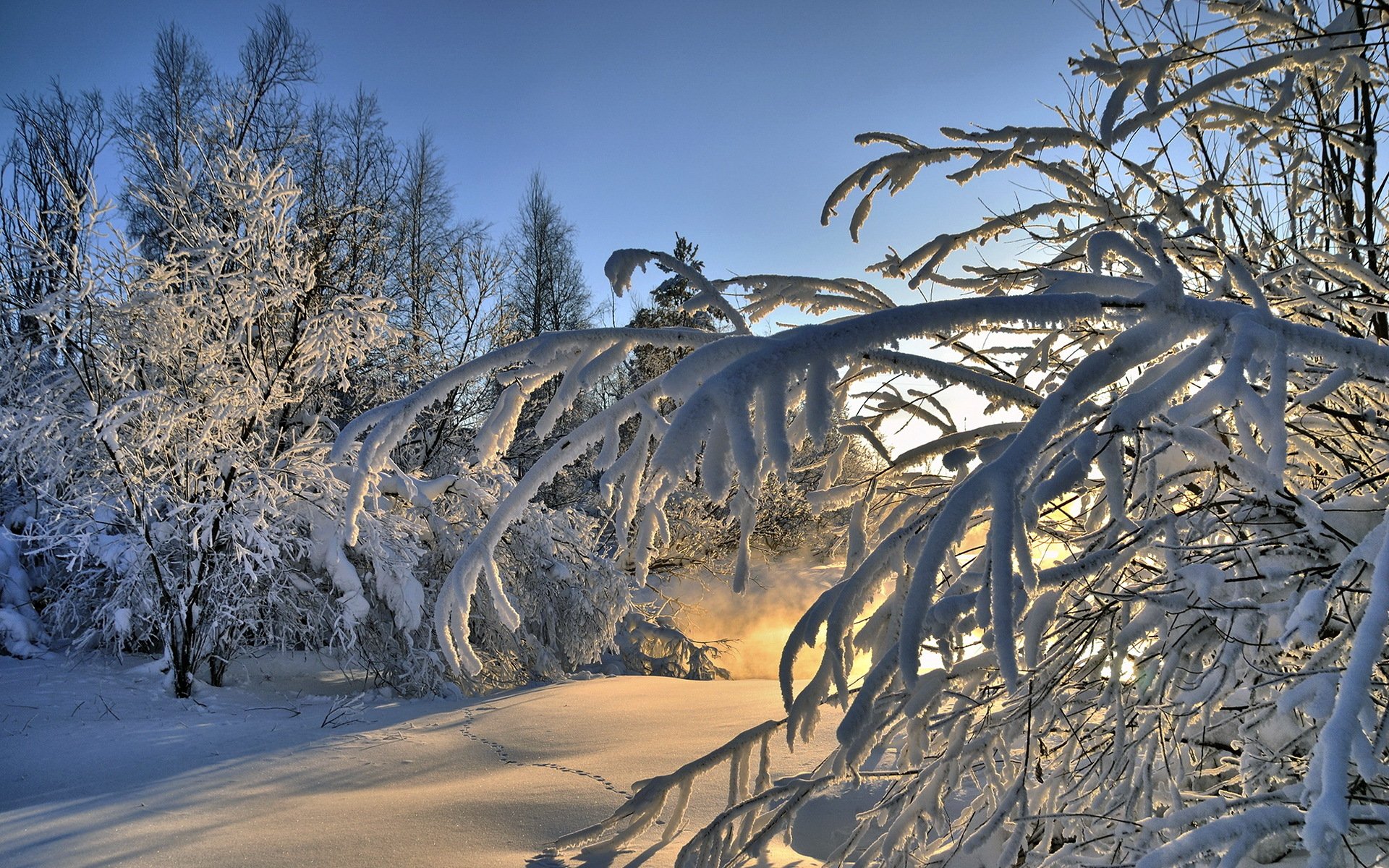 hiver neige paysage forêt