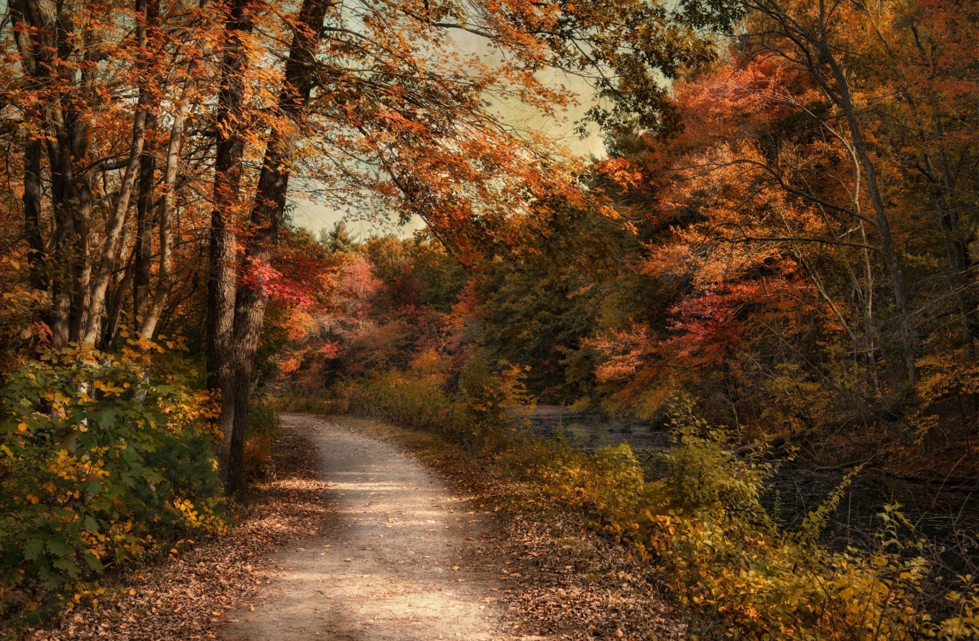 autumn tree forest nature road