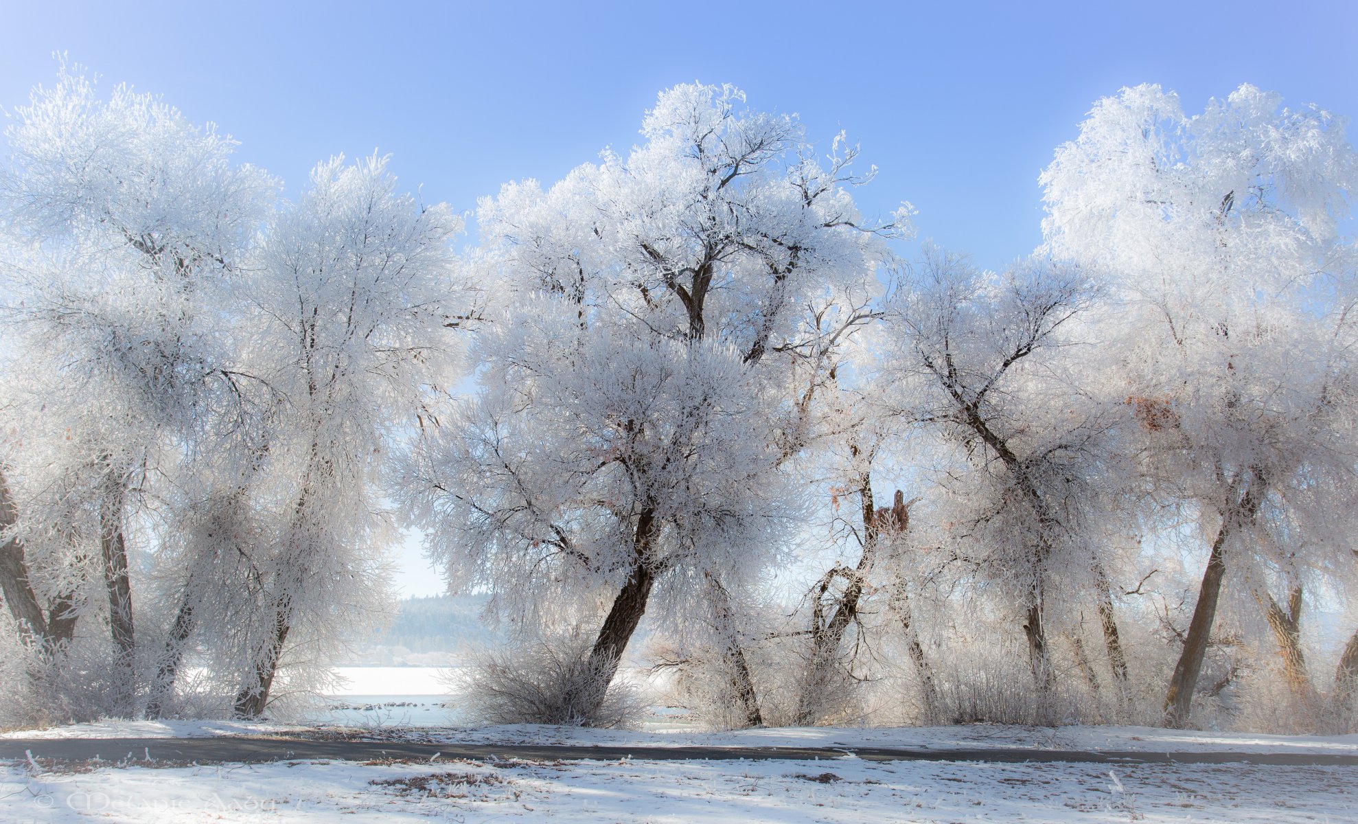 hiver givre arbres neige