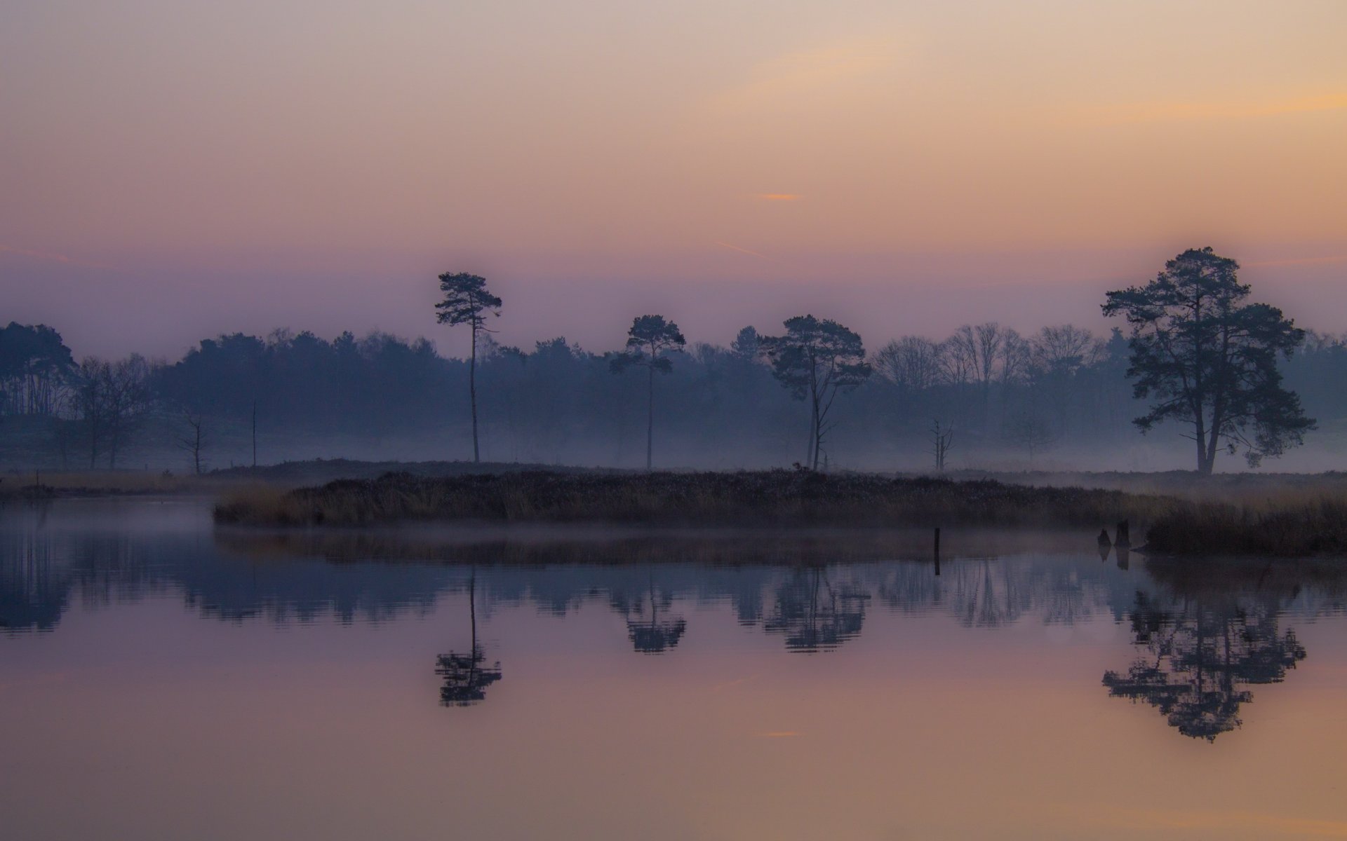 pantanos bajos niebla mañana amanecer