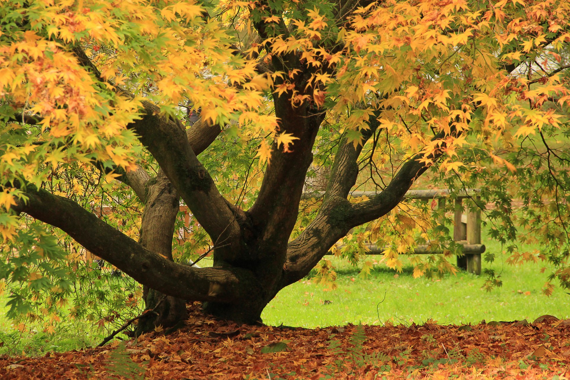 tree autumn leave