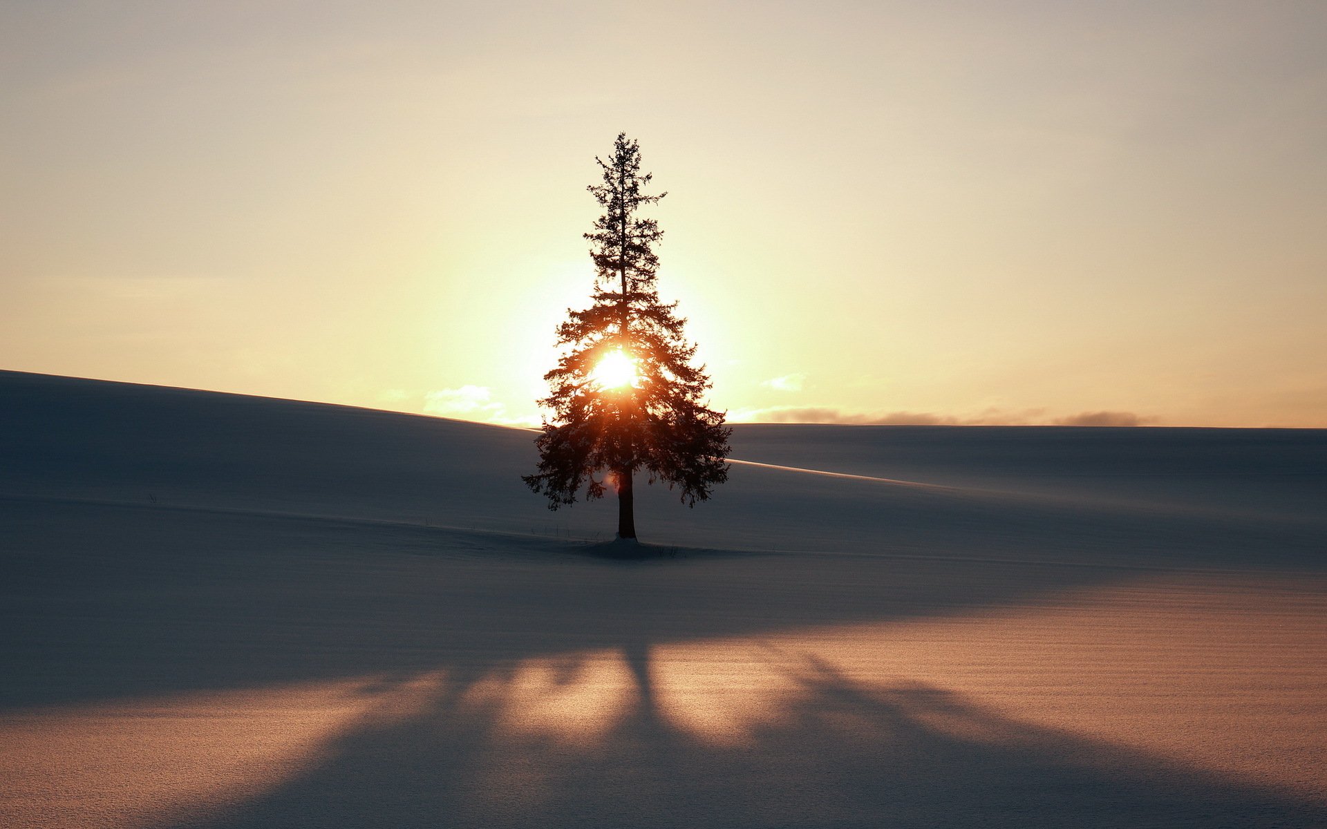 winter tree the field landscape