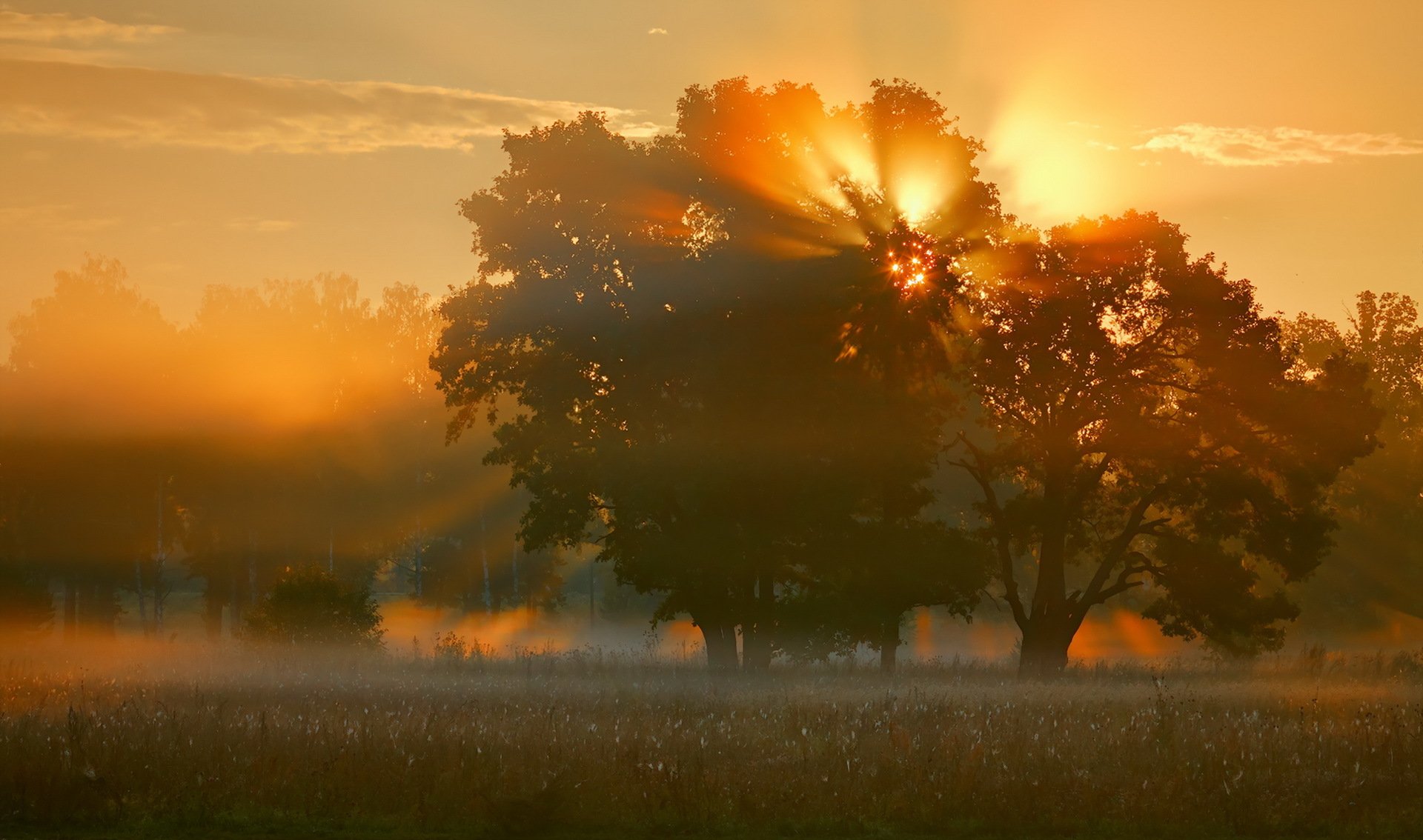 morgen feld nebel baum licht natur