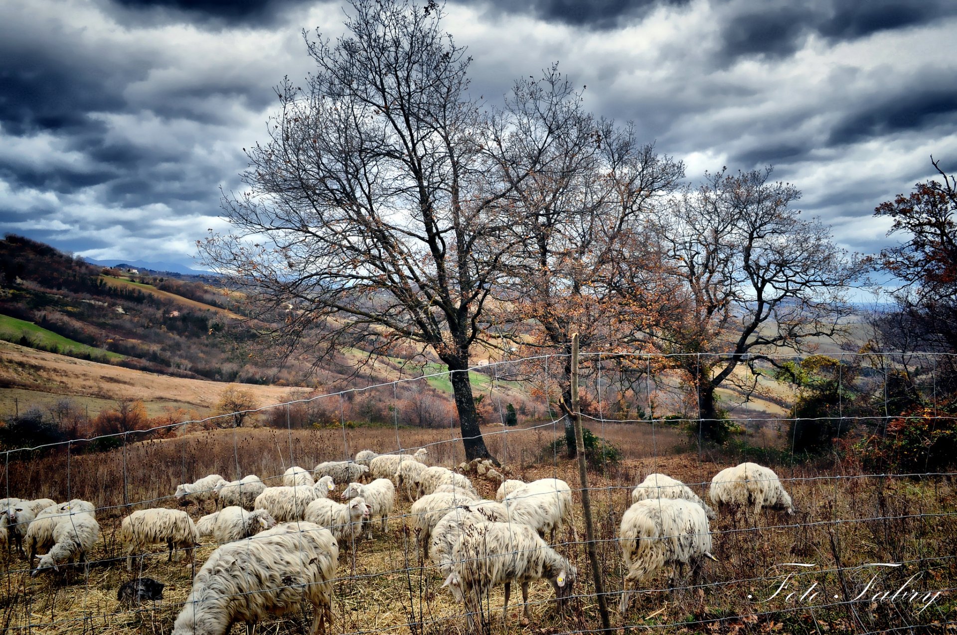 autumn trees pasture sheep flock