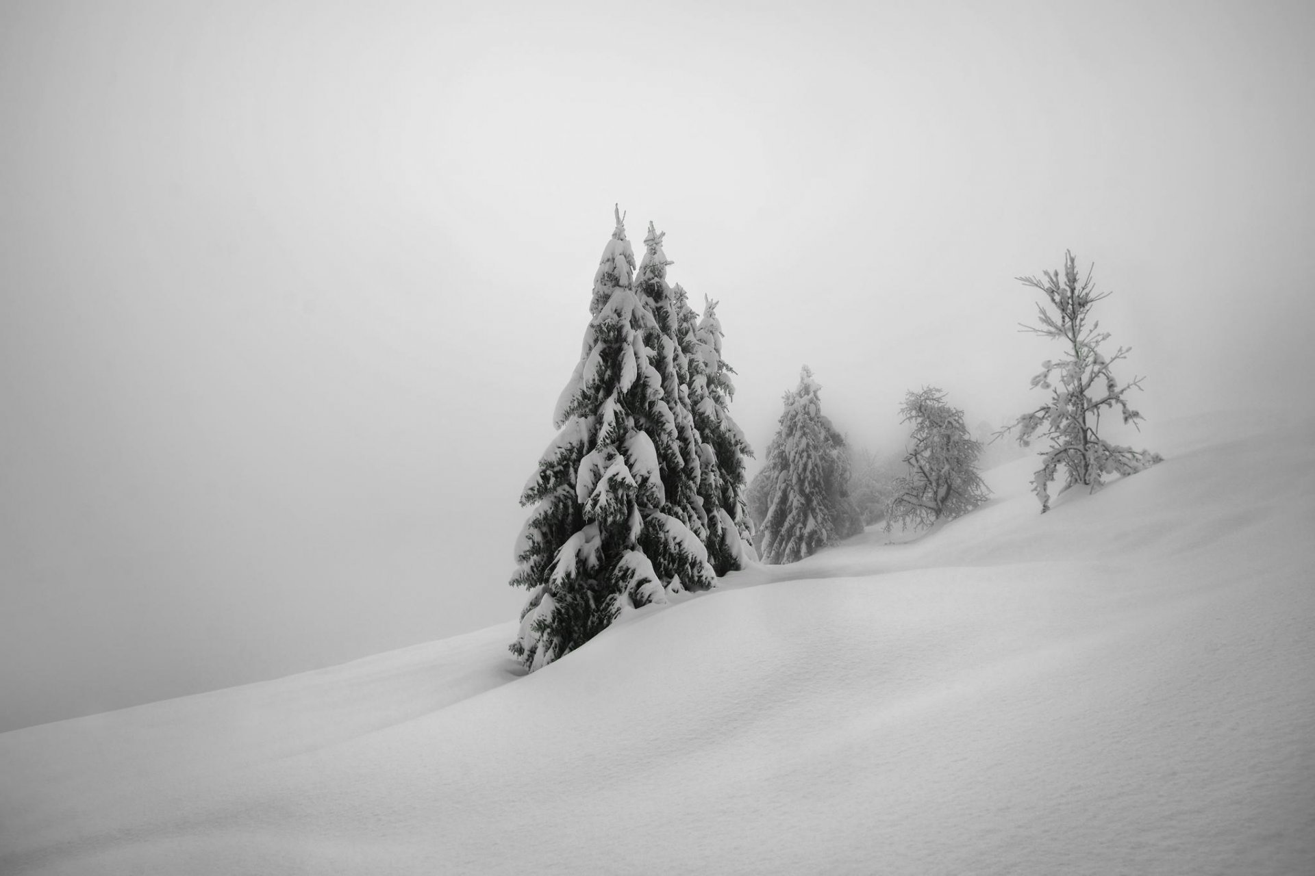 winter schnee natur bäume weihnachtsbäume