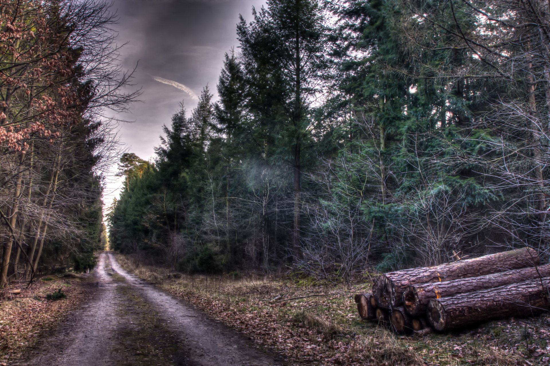 bosque otoño árboles carretera pista troncos naturaleza hdr