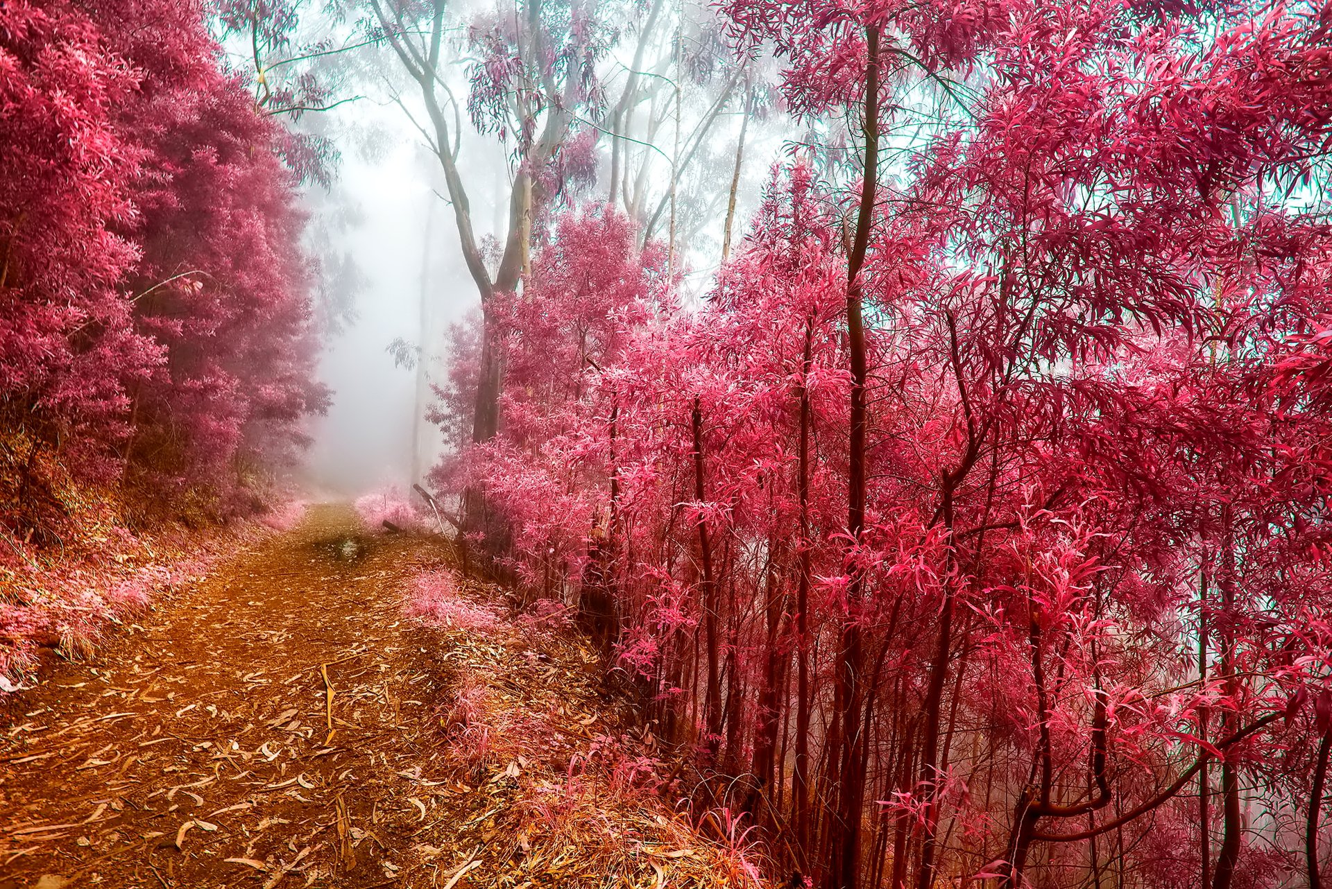 forest morning fog path tree frost autumn