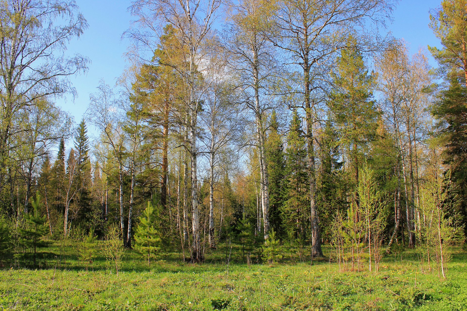 himmel wald bäume gras