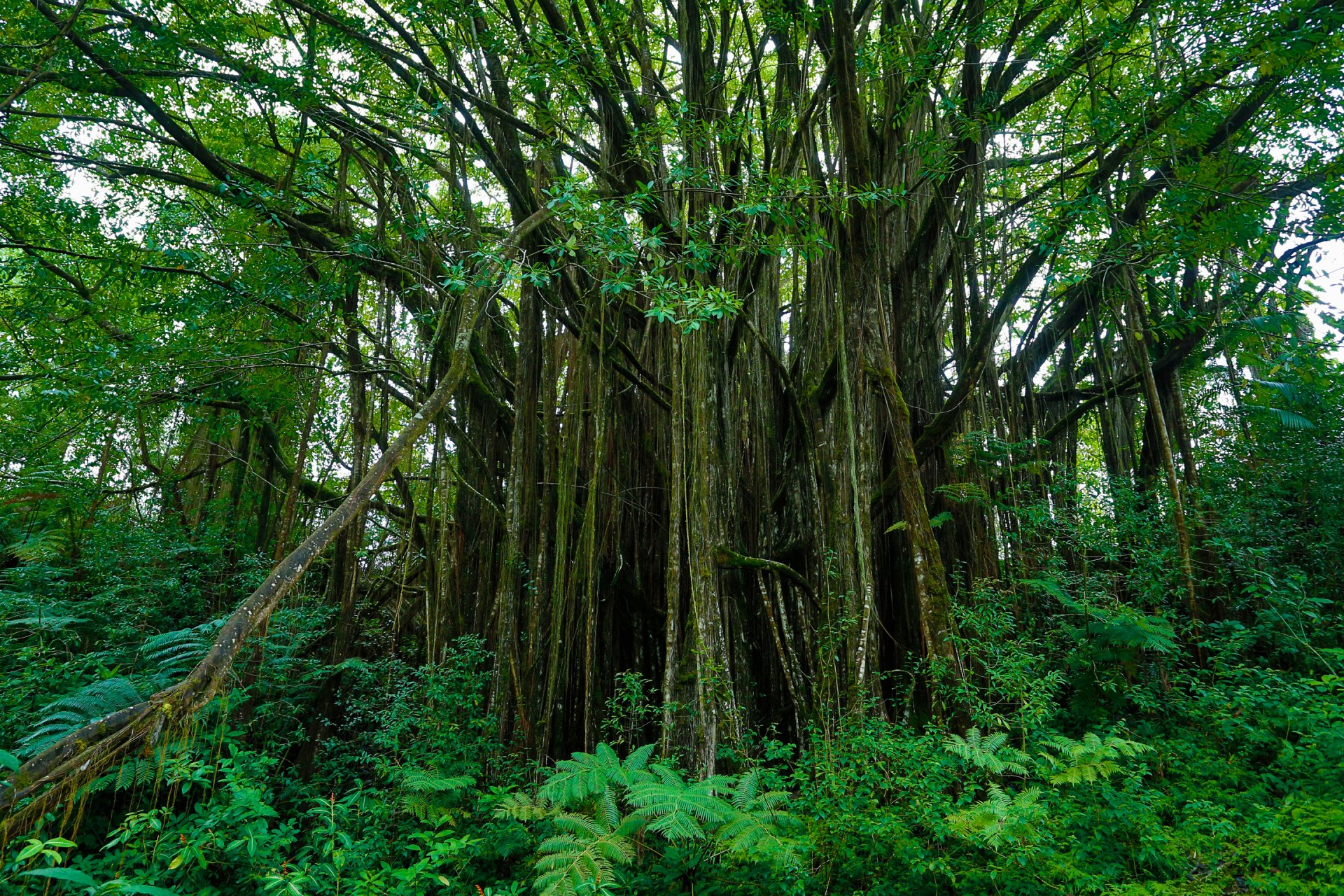 hawaii jardin botanique hawaii jardin fourrés tropiques arbre feuilles herbe buissons