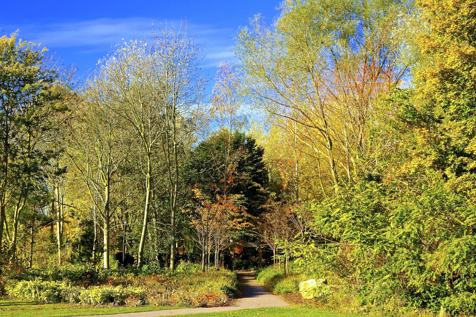 parco passerella alberi fogliame autunno