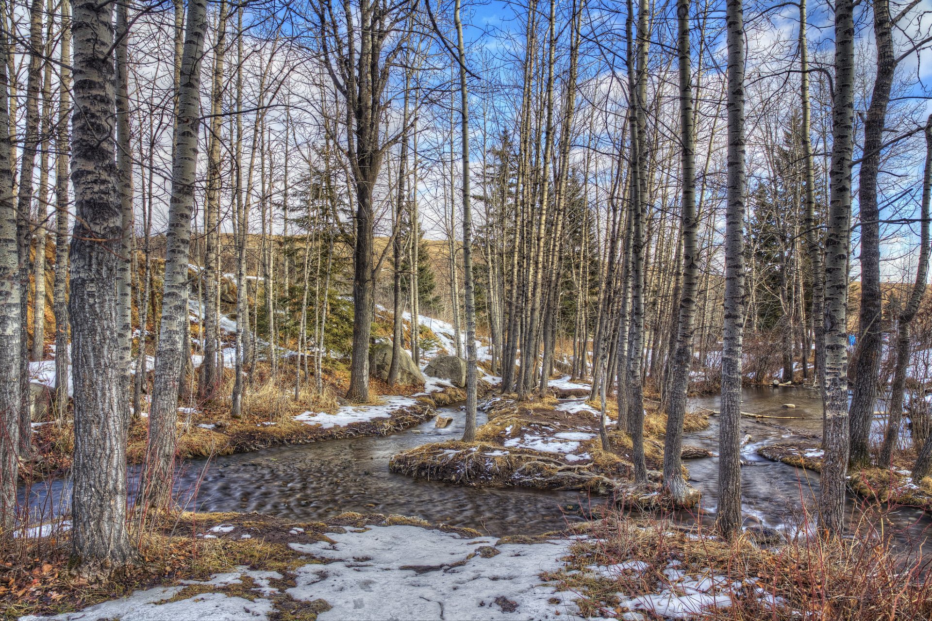 foresta ruscello primavera cielo alberi neve