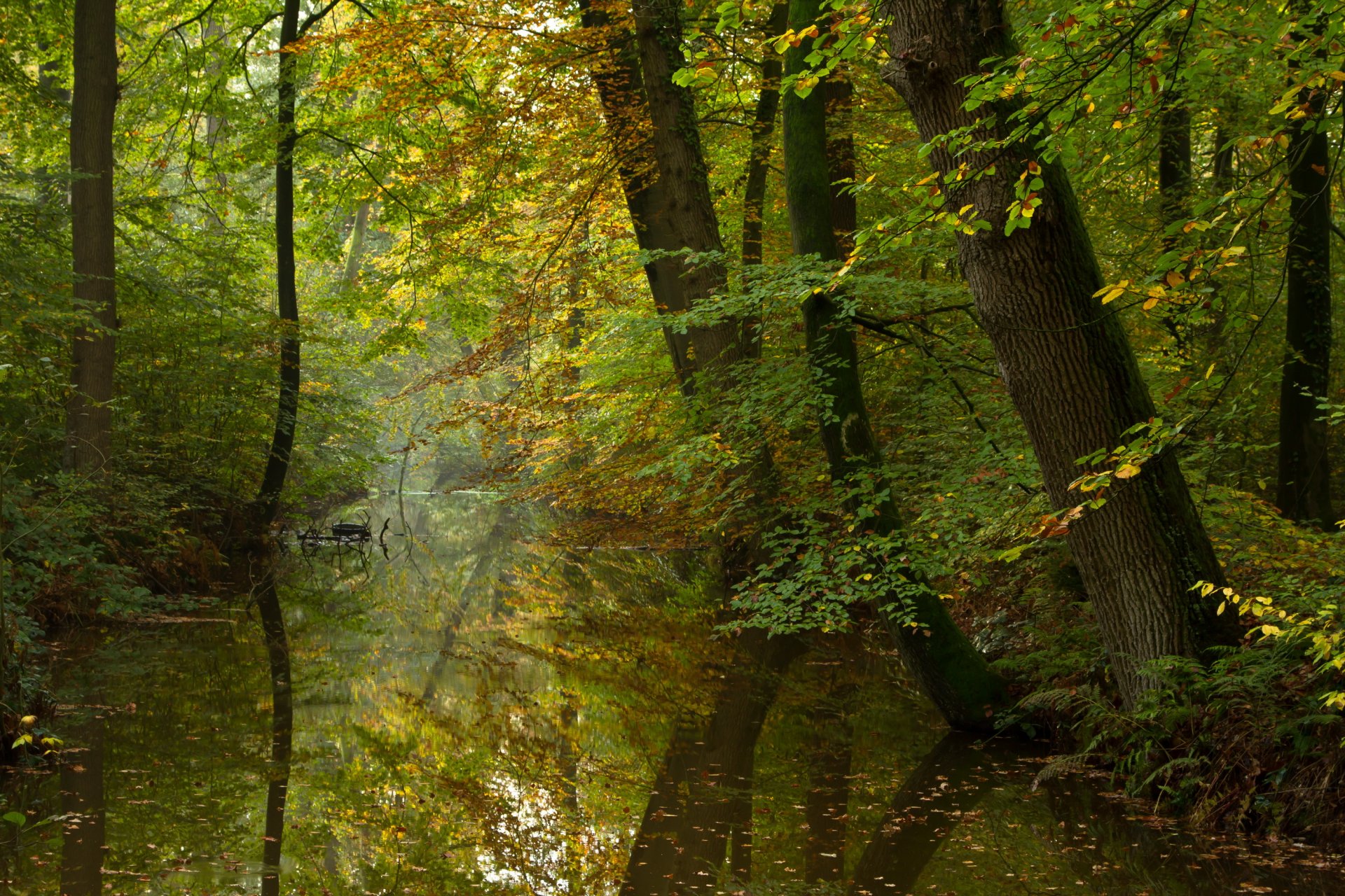 herbst wald fluss ruhe