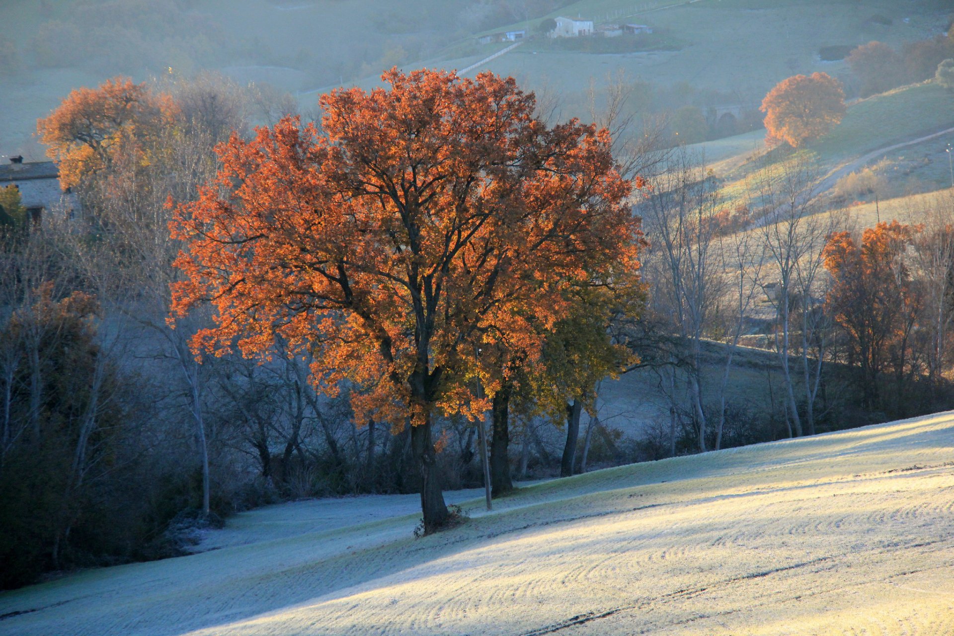 montagne colline campi alberi autunno neve foschia