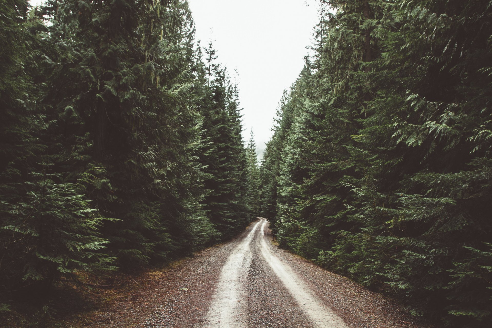 route forêt loin