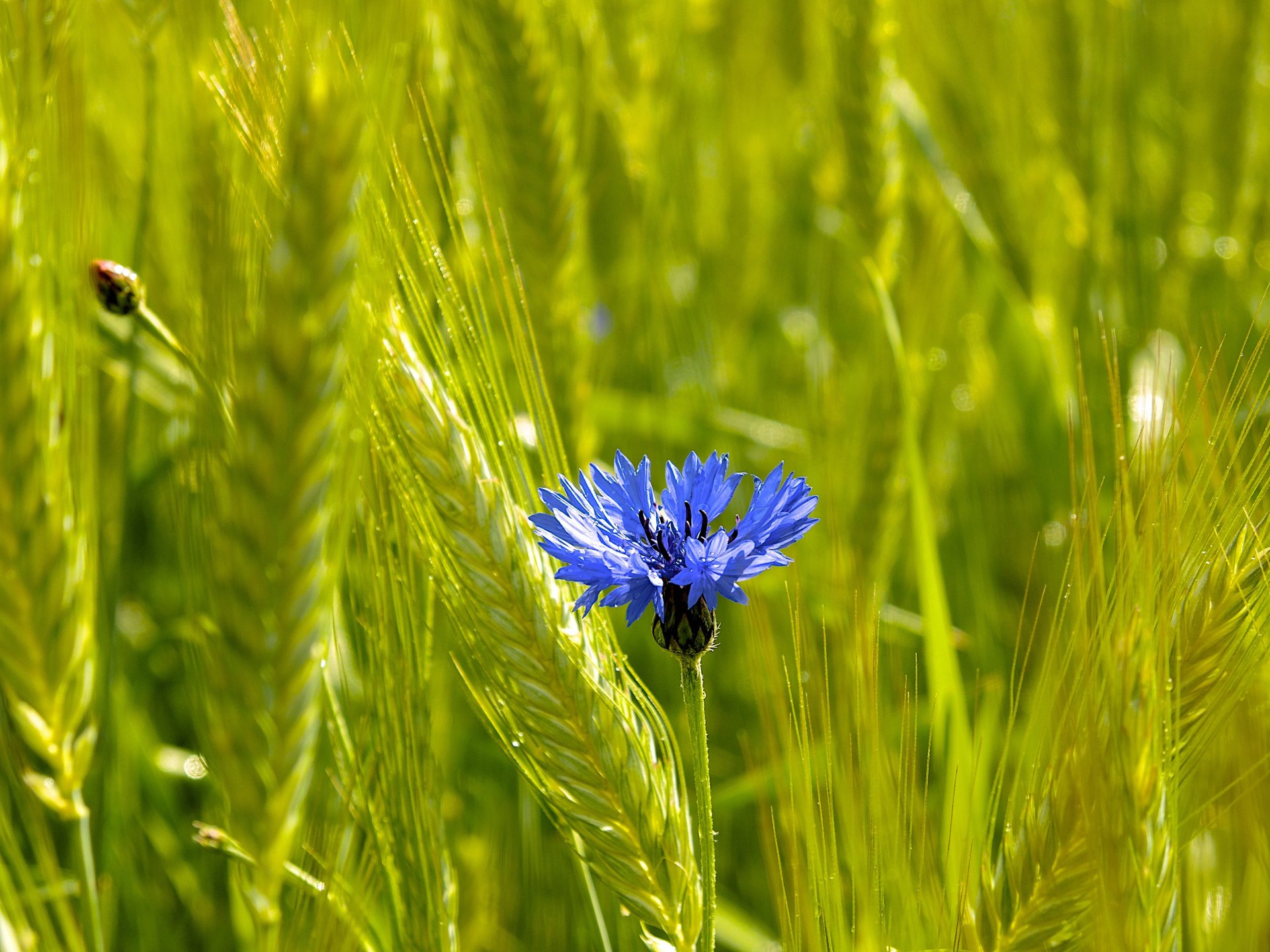 campo spighe spighe fiori