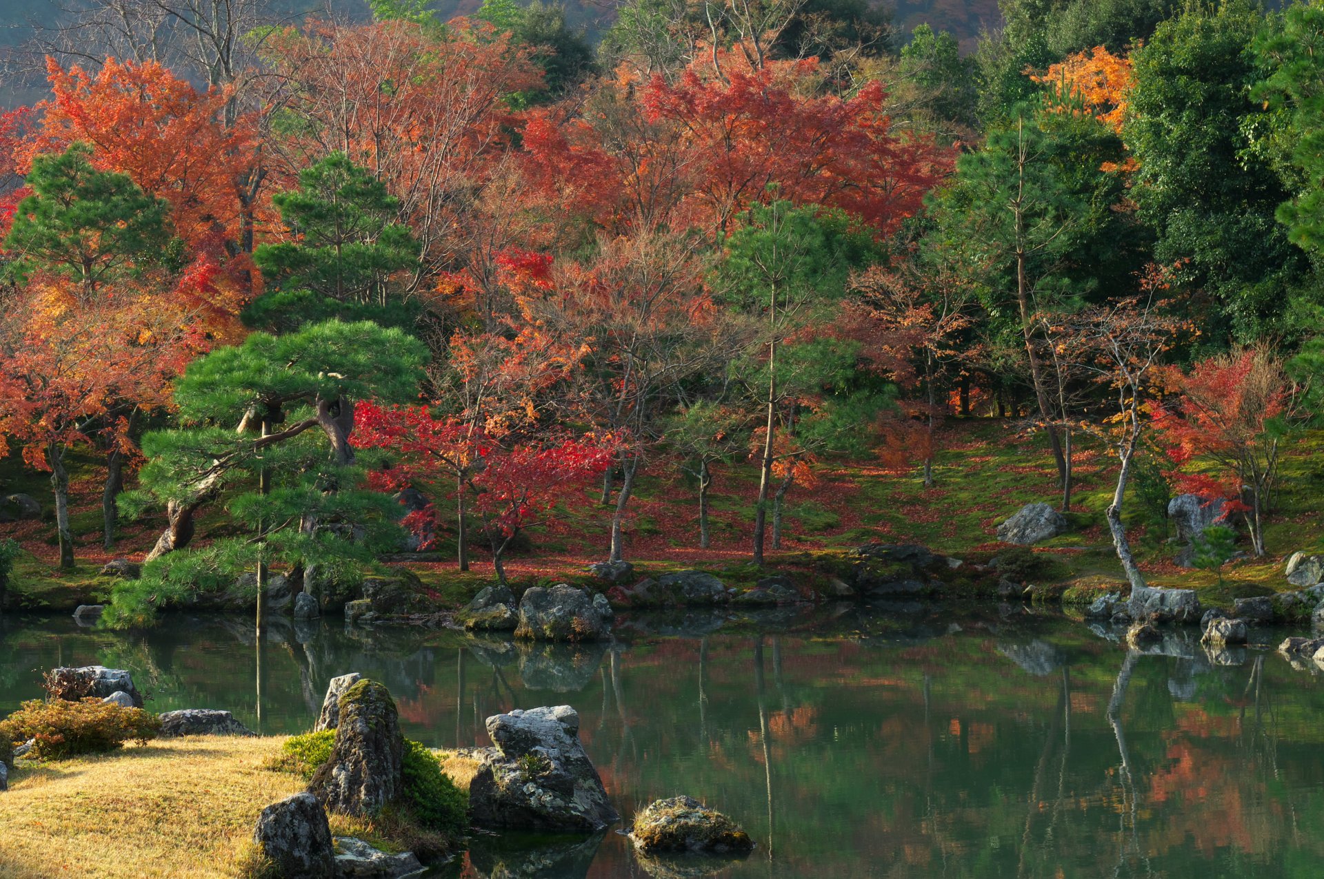 nature forest autumn tree