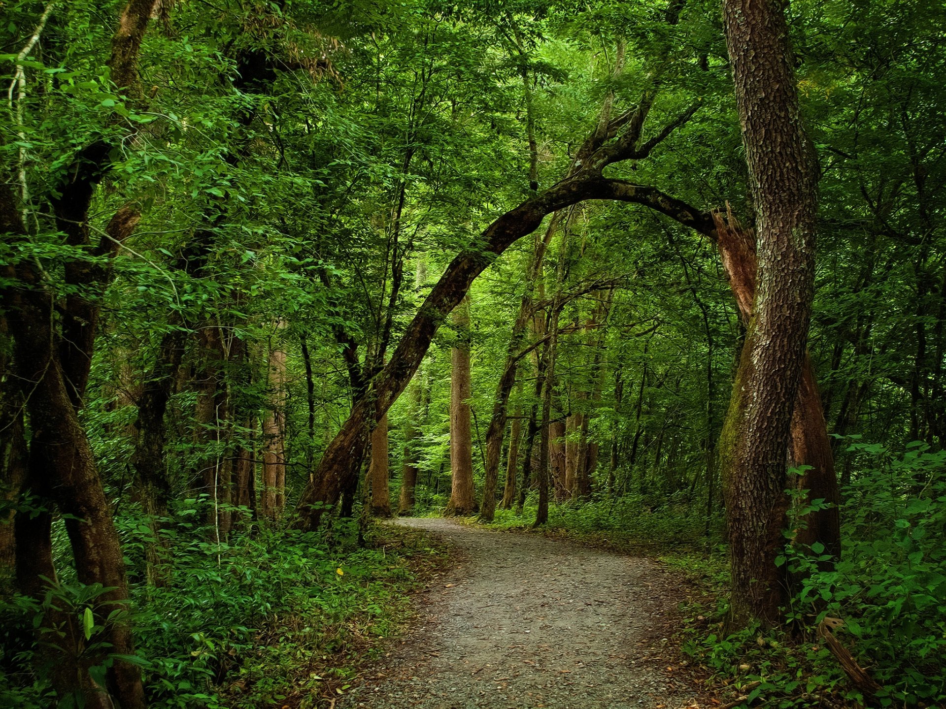 forêt été verdure sentier